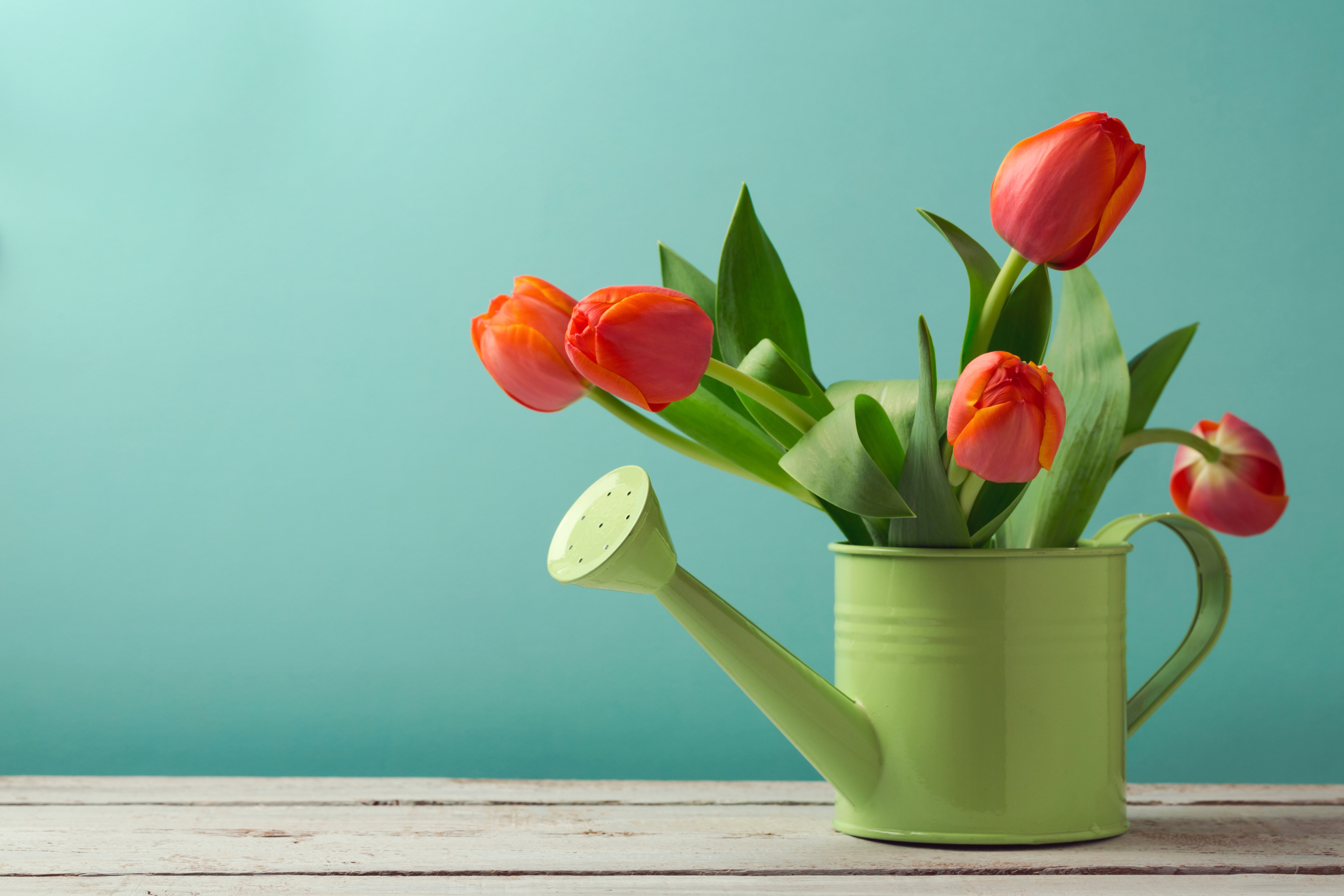 General 2560x1707 still life flowers tulips plants watering can simple background cyan background red flowers