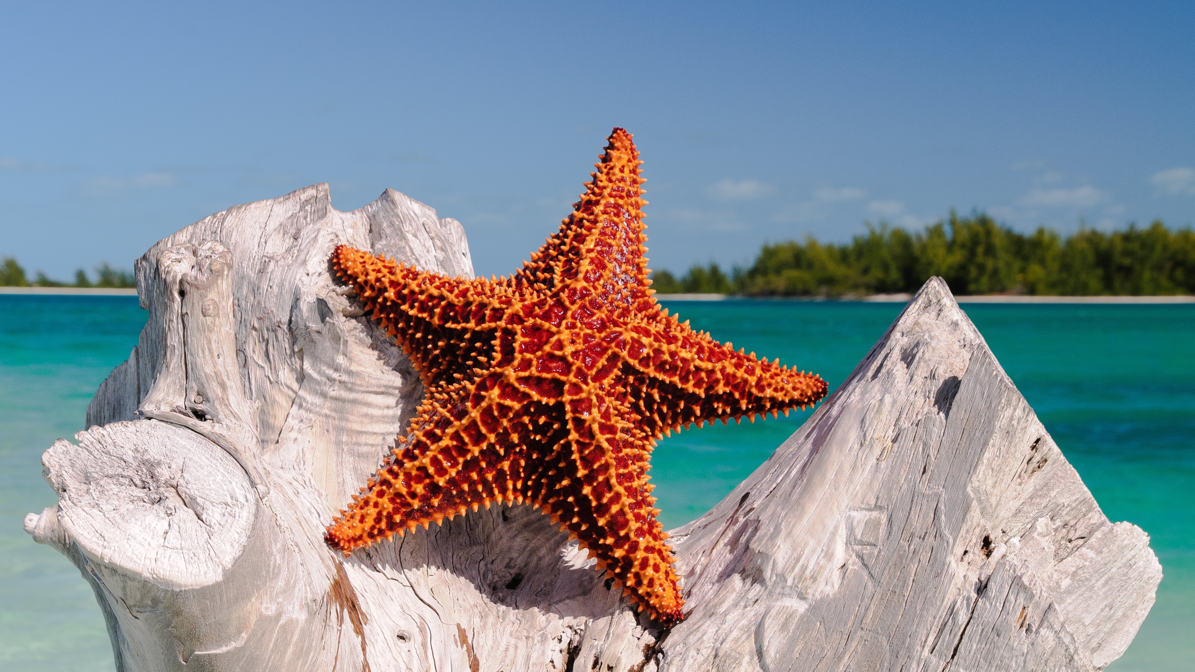 General 3840x2160 nature starfish sea water wood tropical landscape horizon closeup