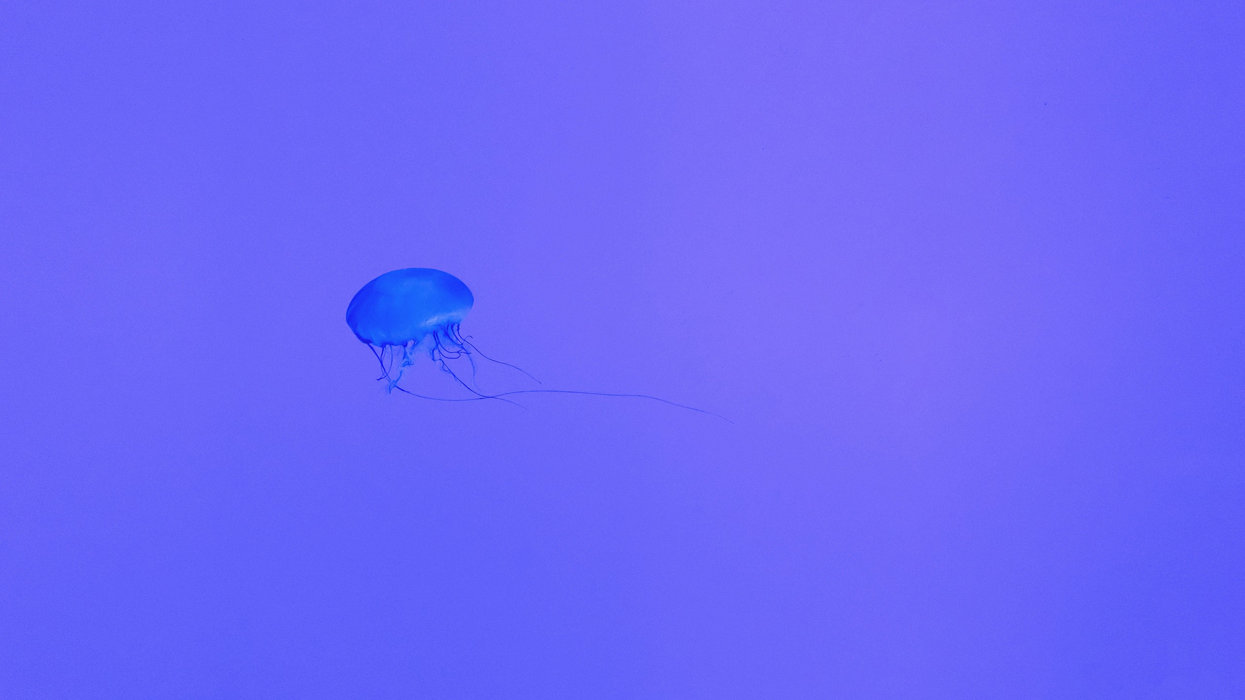 General 2560x1440 jellyfish neon purple simple background