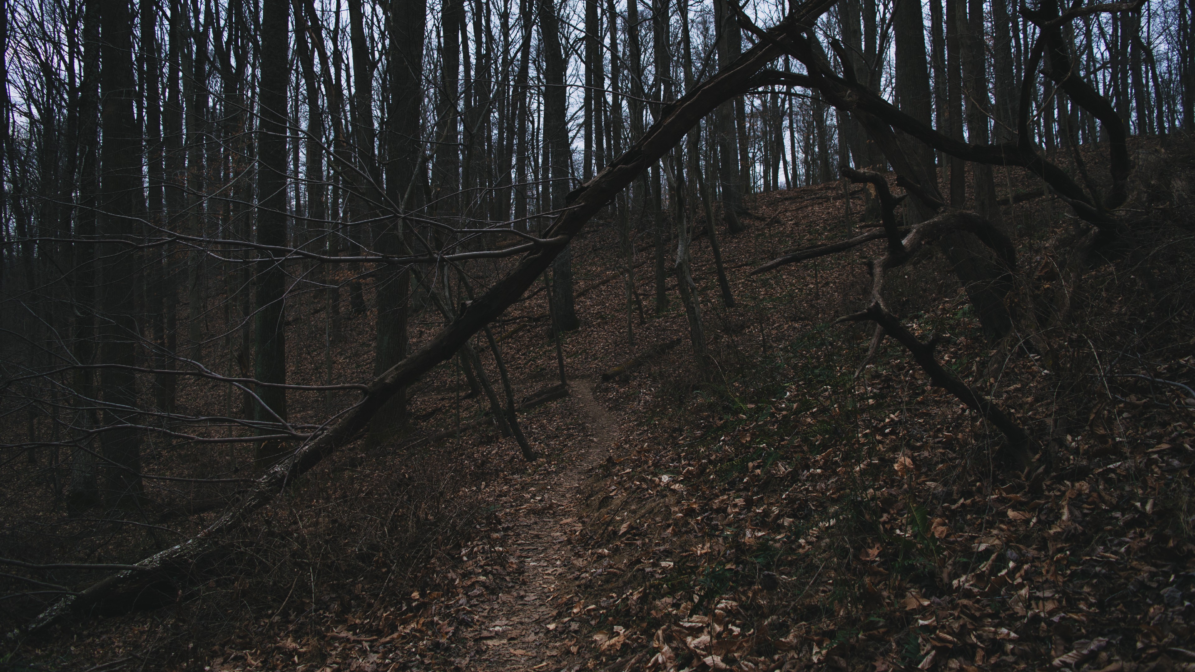 General 3840x2160 nature trees forest gloomy fall path