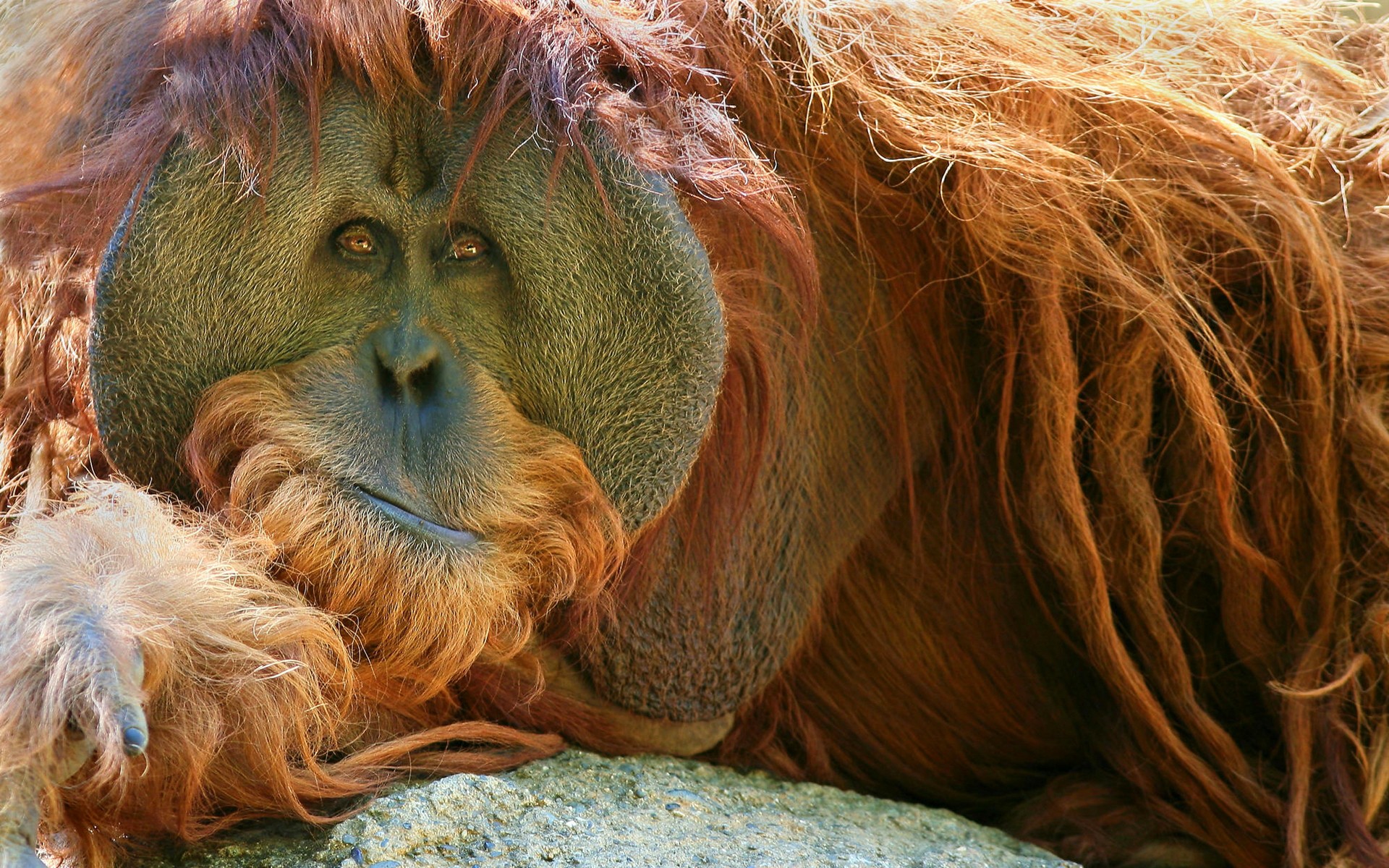 General 1920x1200 mammals animals apes orangutans smug face wildlife