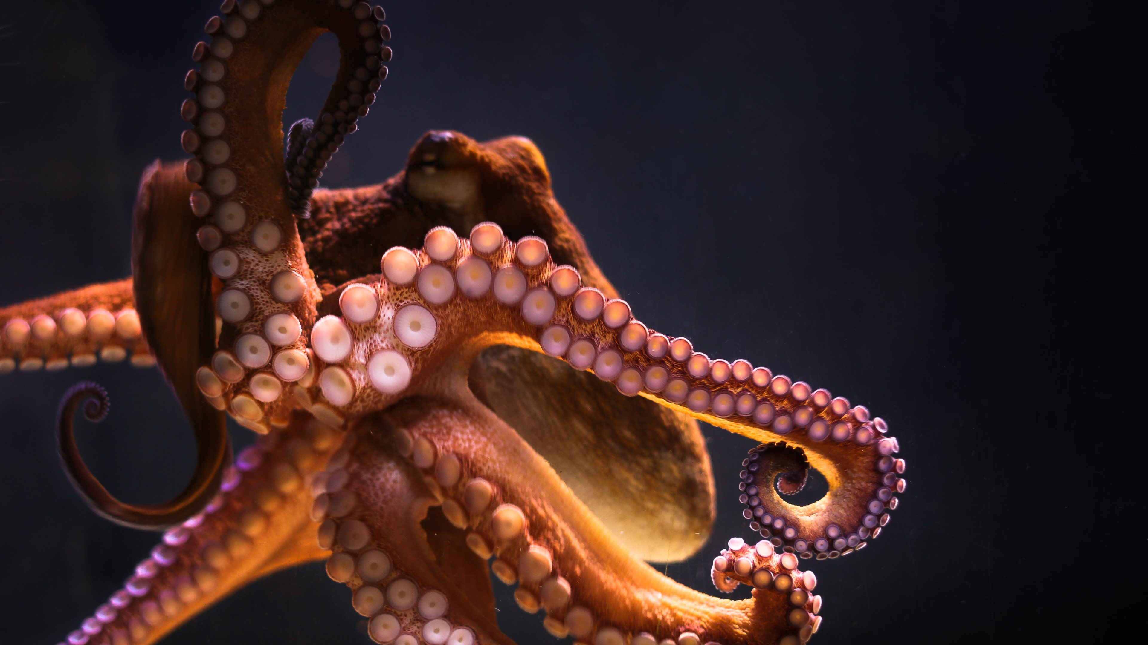 General 3840x2160 animals underwater octopus closeup simple background