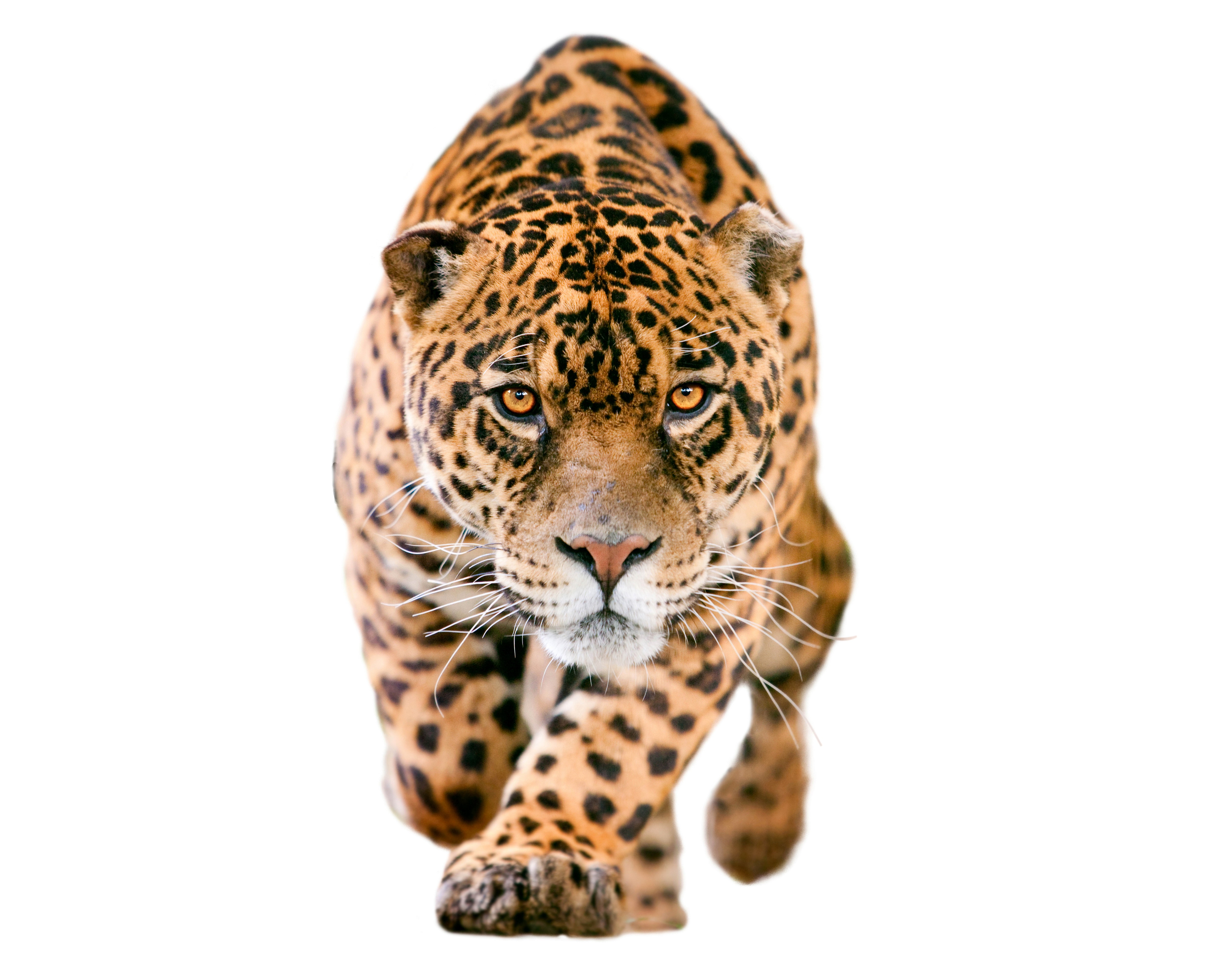 General 5000x4000 animals mammals big cats leopard feline simple background