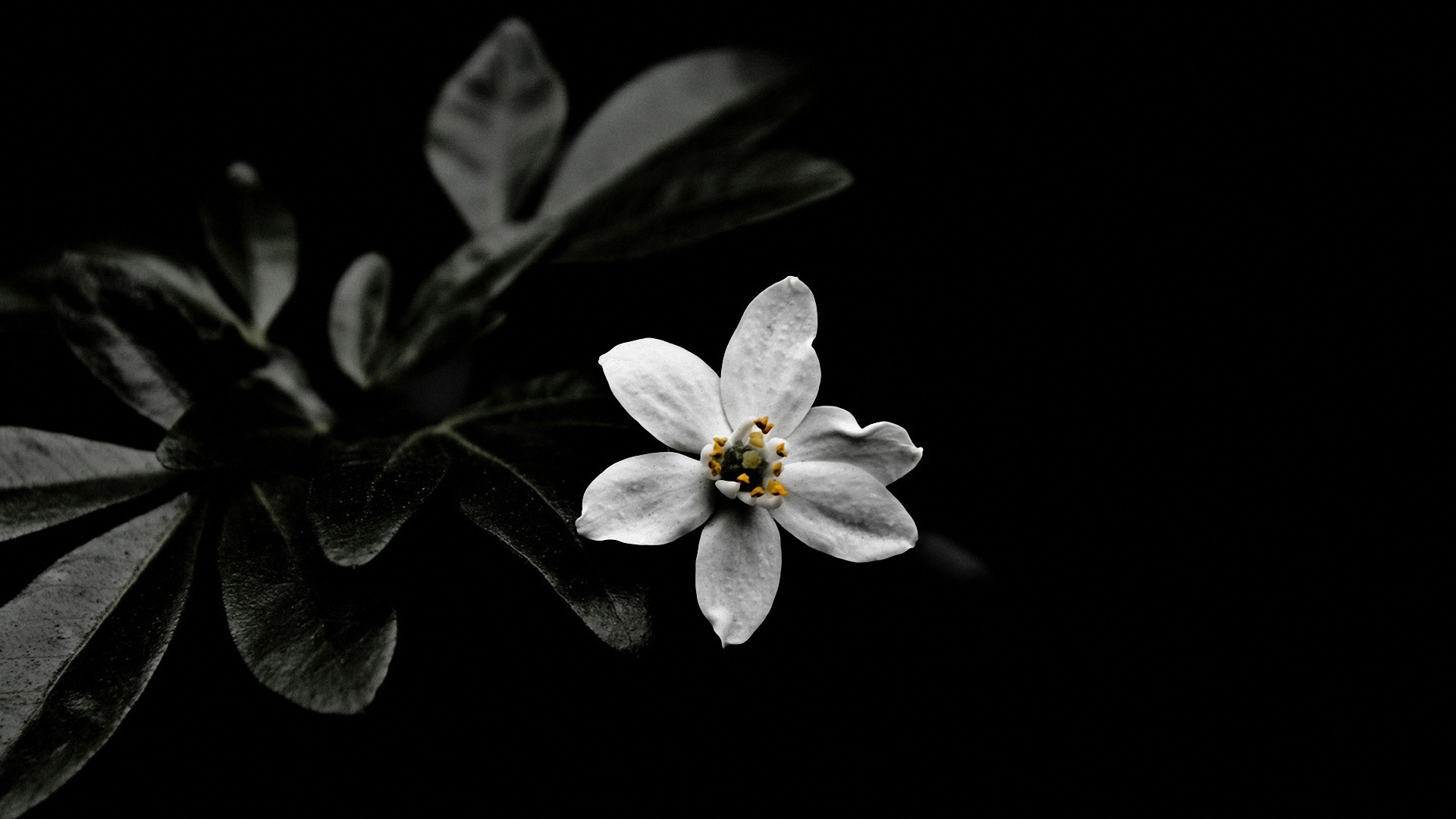 General 1920x1080 white flowers shadow simple background photo manipulation leaves flowers plants
