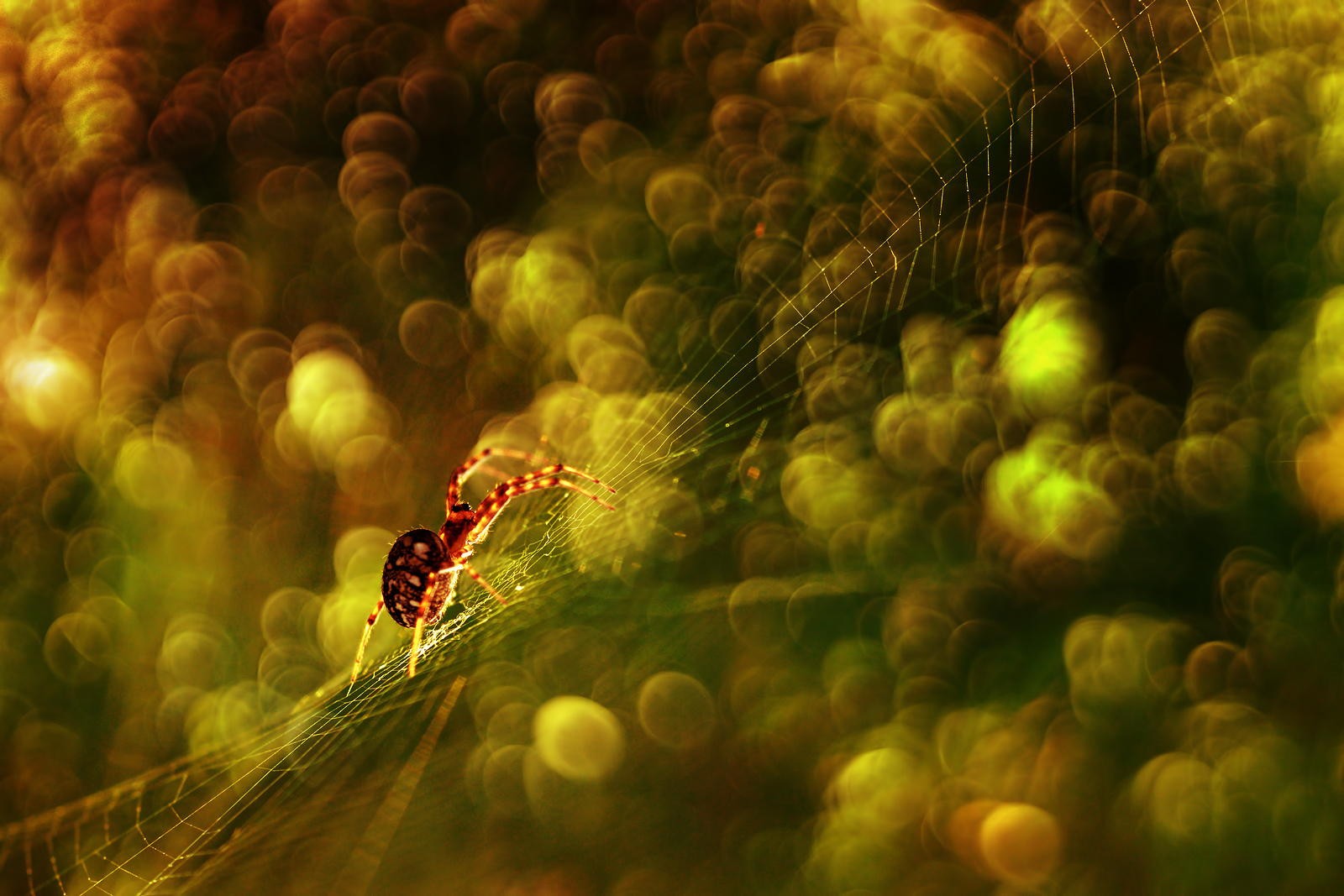 General 1600x1067 photography nature macro spider bokeh lights spiderwebs animals arachnid