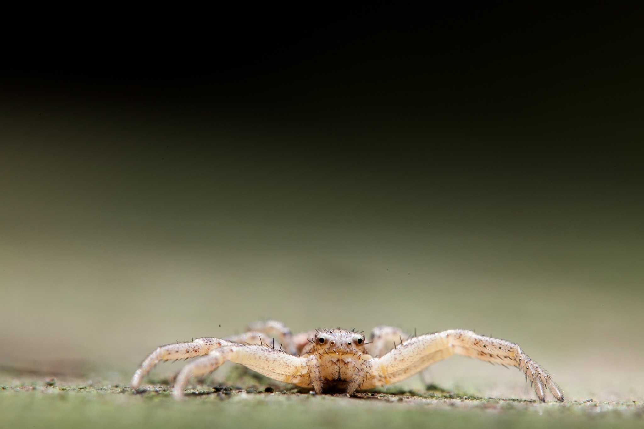 General 2048x1365 photography macro spider white depth of field nature animals