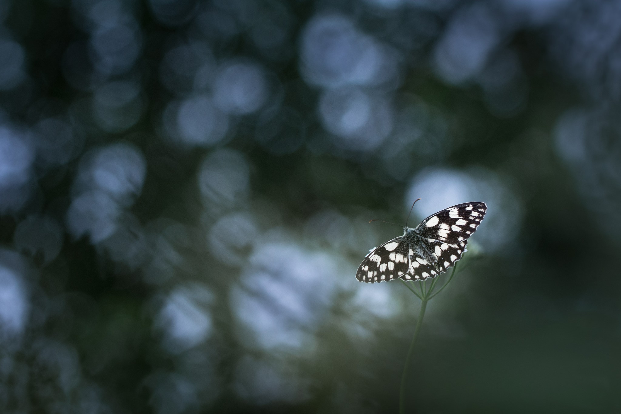 General 2048x1365 photography nature macro butterfly bokeh animals insect