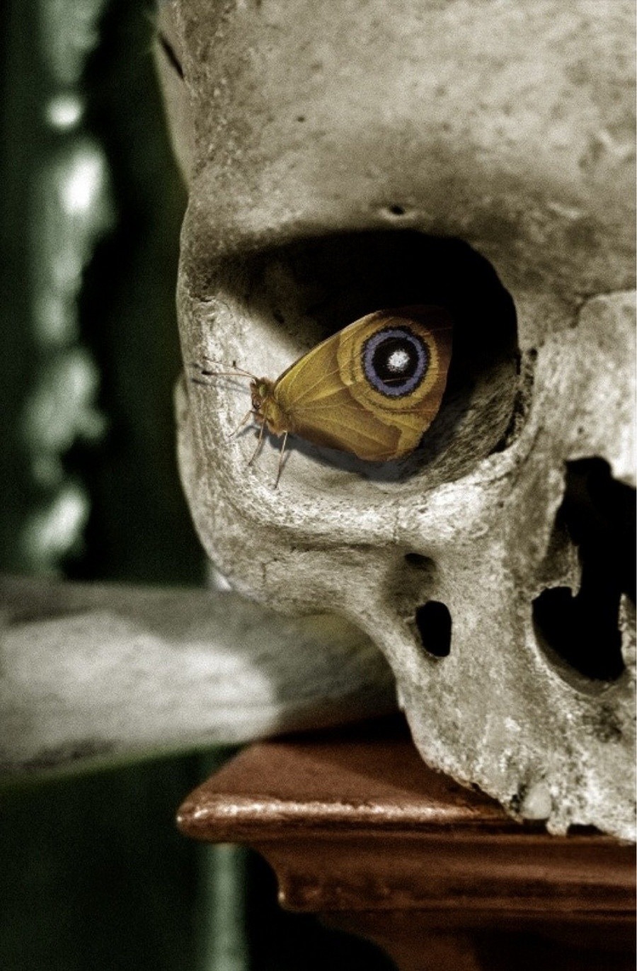 General 900x1371 portrait display eyes butterfly skull depth of field imagination