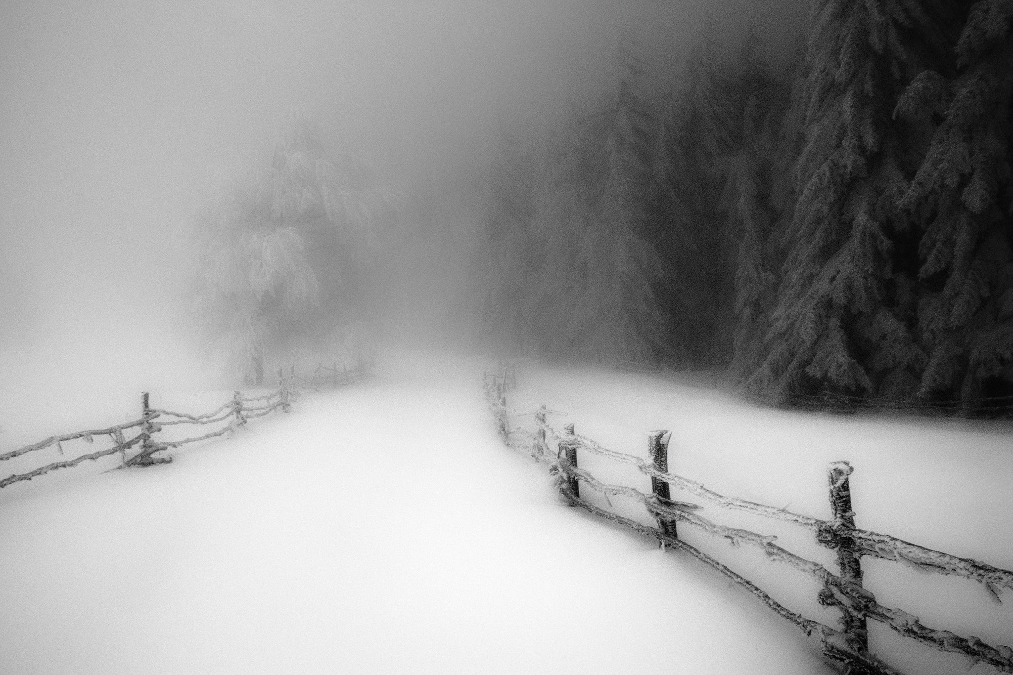 General 2048x1366 nature winter morning snow forest fence cold monochrome path trees daylight mist