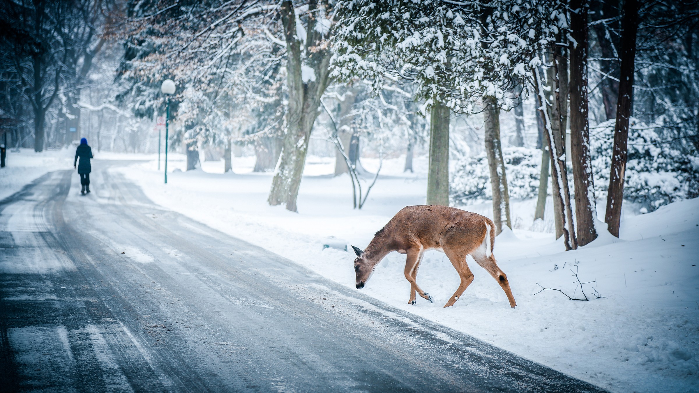 General 2400x1350 deer winter snow path trees animals wildlife mammals
