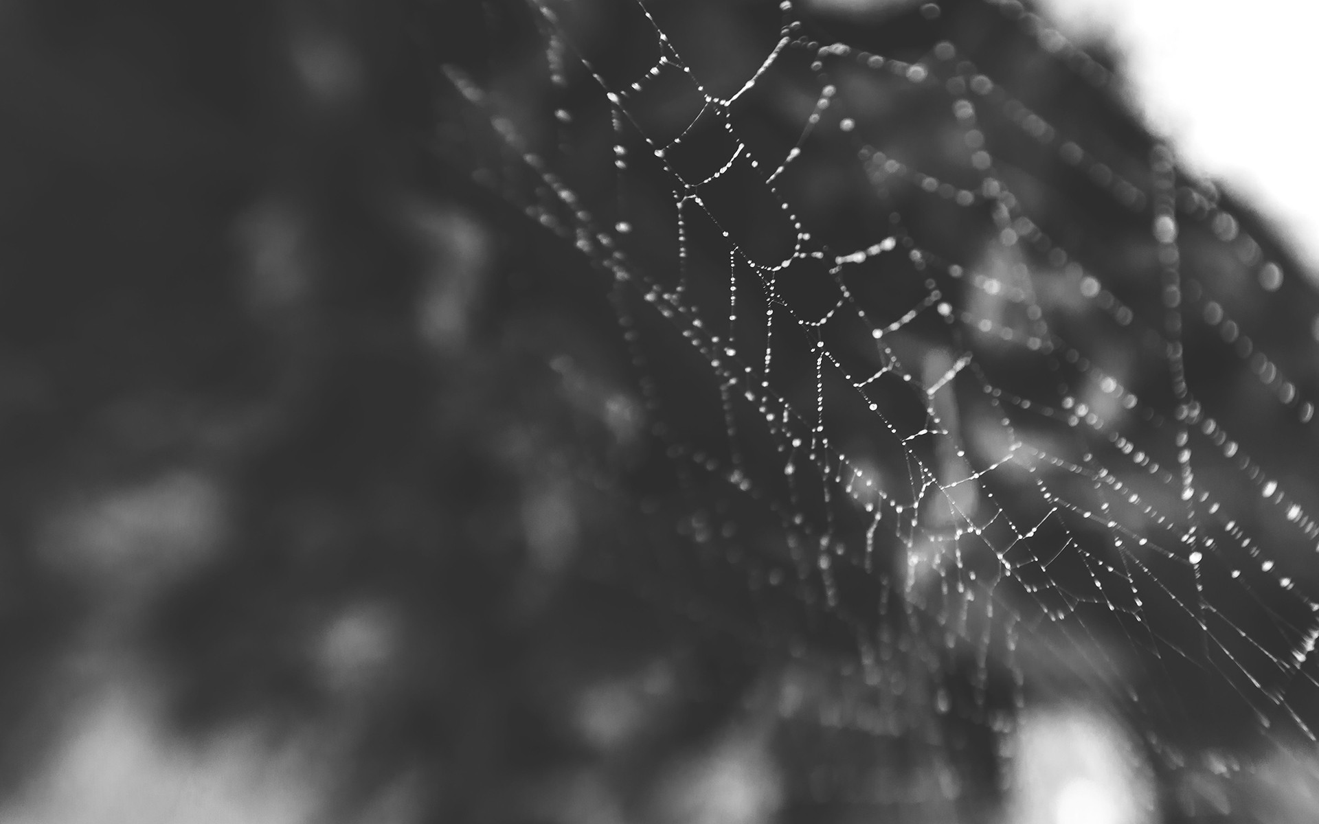 General 1920x1200 macro spiderwebs monochrome