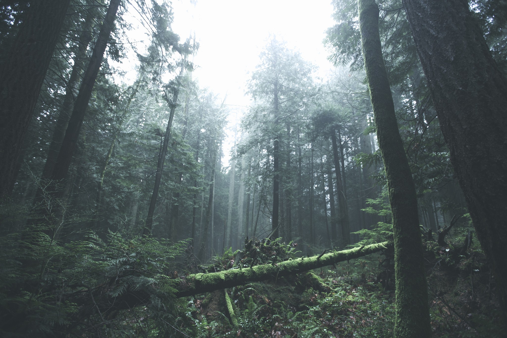 General 2048x1365 trees forest mist nature