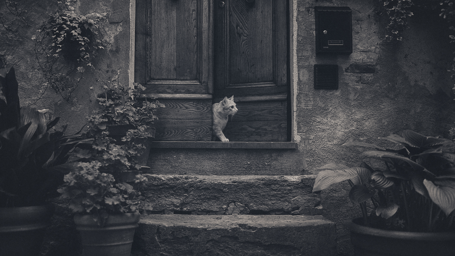 General 1920x1080 photography monochrome cats animals stairs leaves door fur