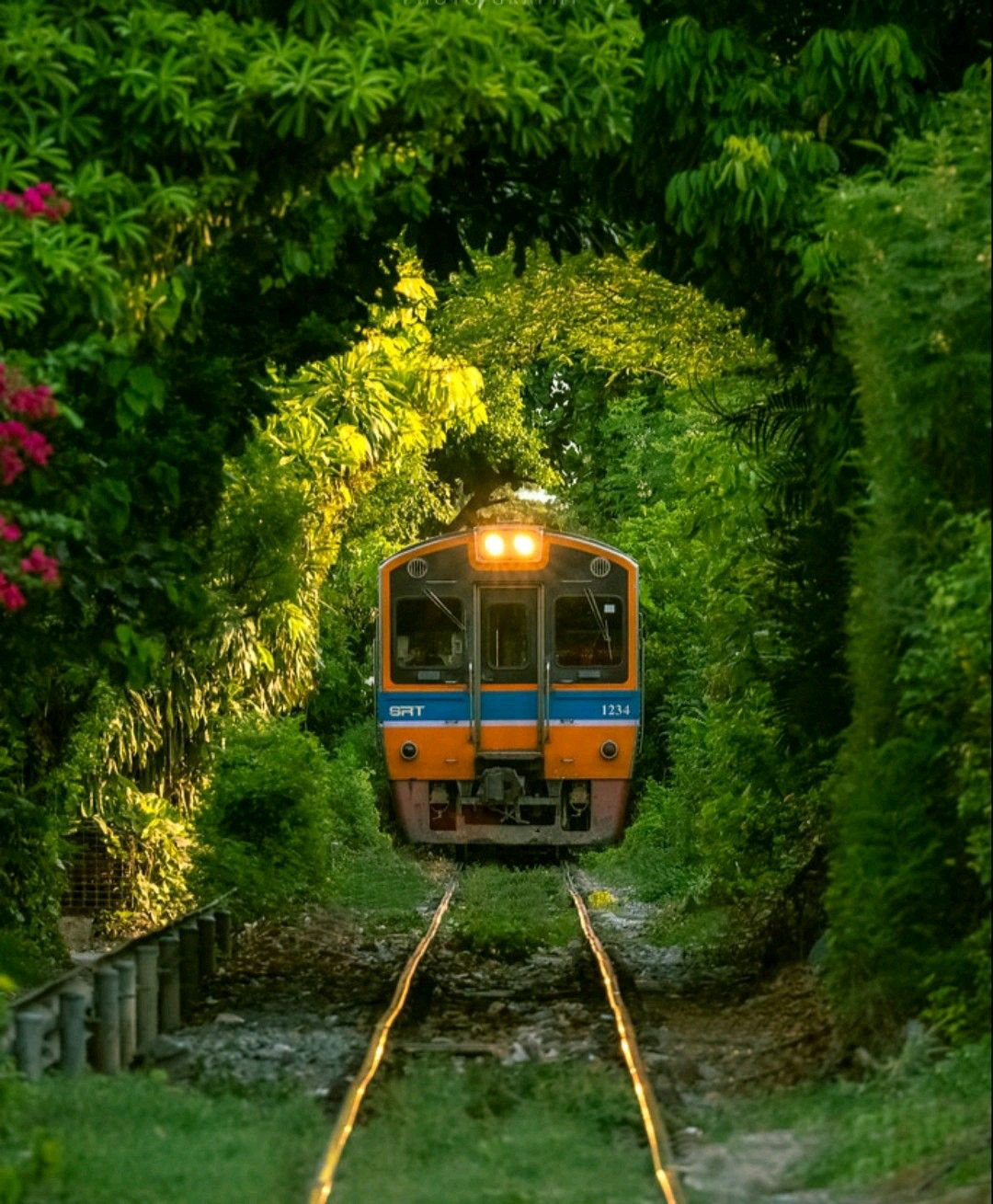 General 1080x1309 train locomotive nature trees forest portrait display railway leaves plants tunnel frontal view Thailand lights headlights