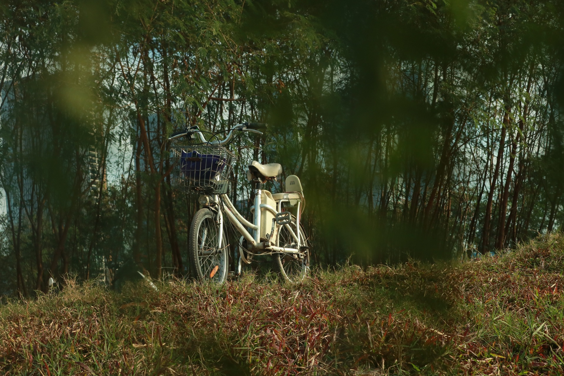 General 1920x1280 green field bicycle trees forest