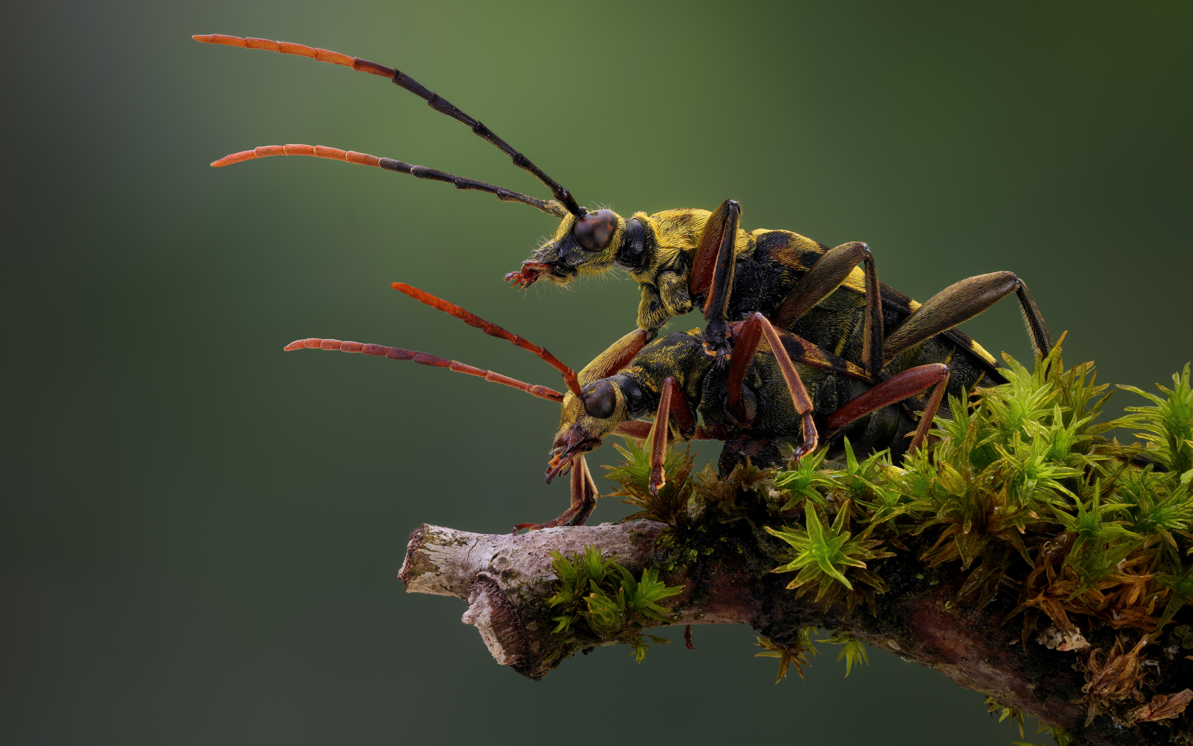 General 3840x2400 longhorn beetle macro branch moss nature closeup insect simple background minimalism depth of field Mating beetles