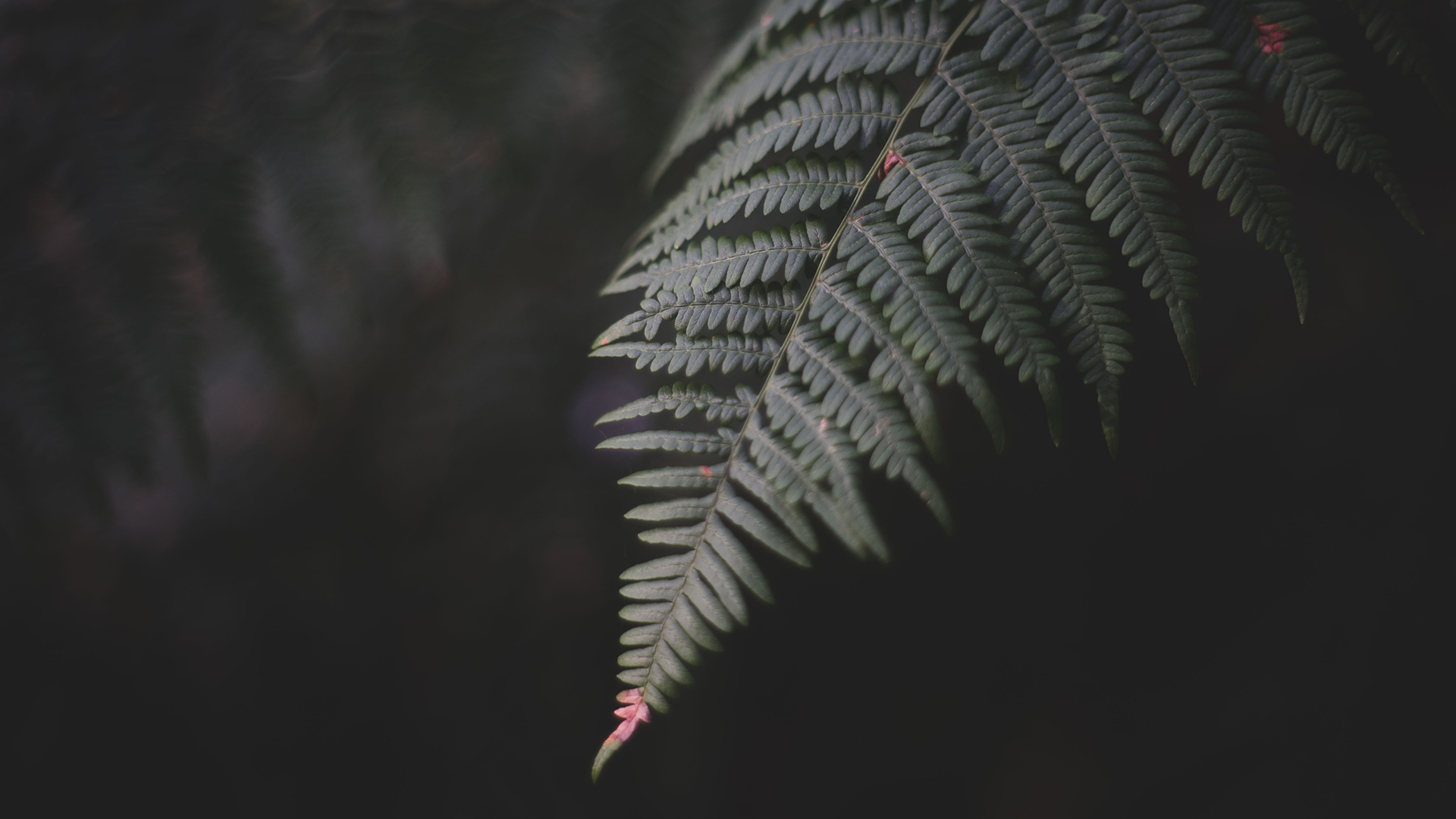 General 1920x1080 photography forest macro depth of field closeup ferns plants simple background leaves