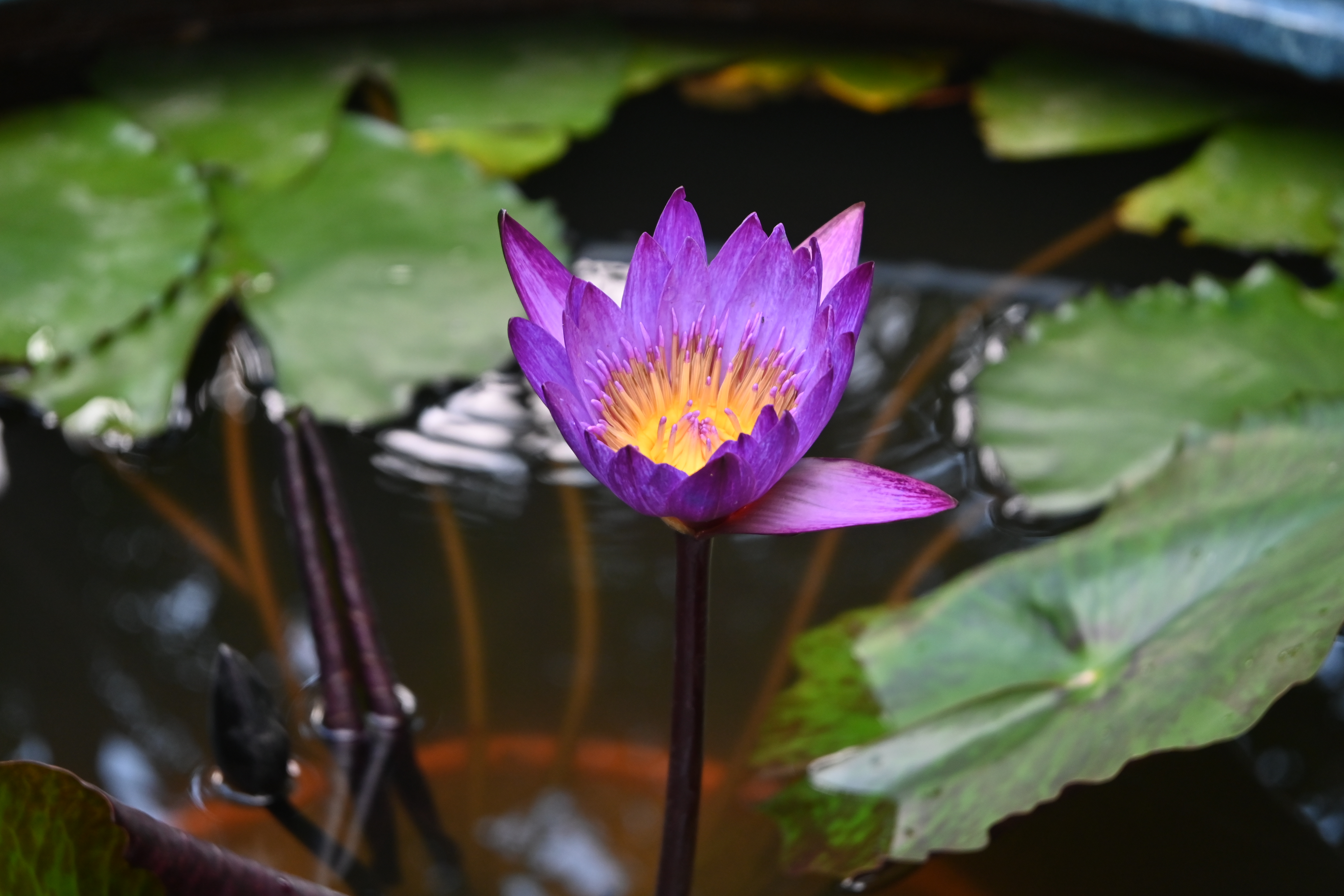 General 4176x2784 leaves lotus (plant) flowers plants nature closeup outdoors