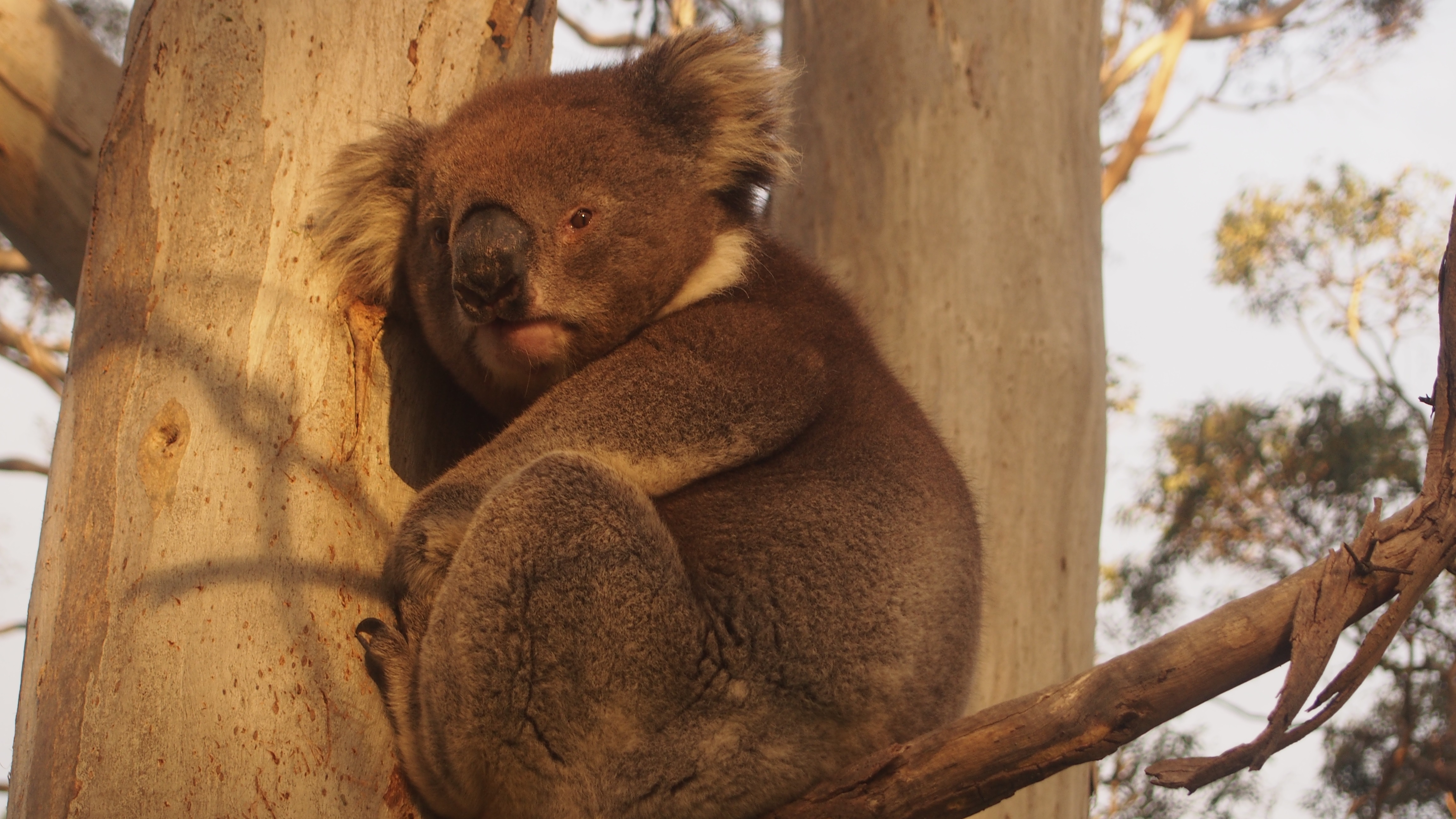 General 4608x2592 koalas south australia Australia Oceania animals marsupial