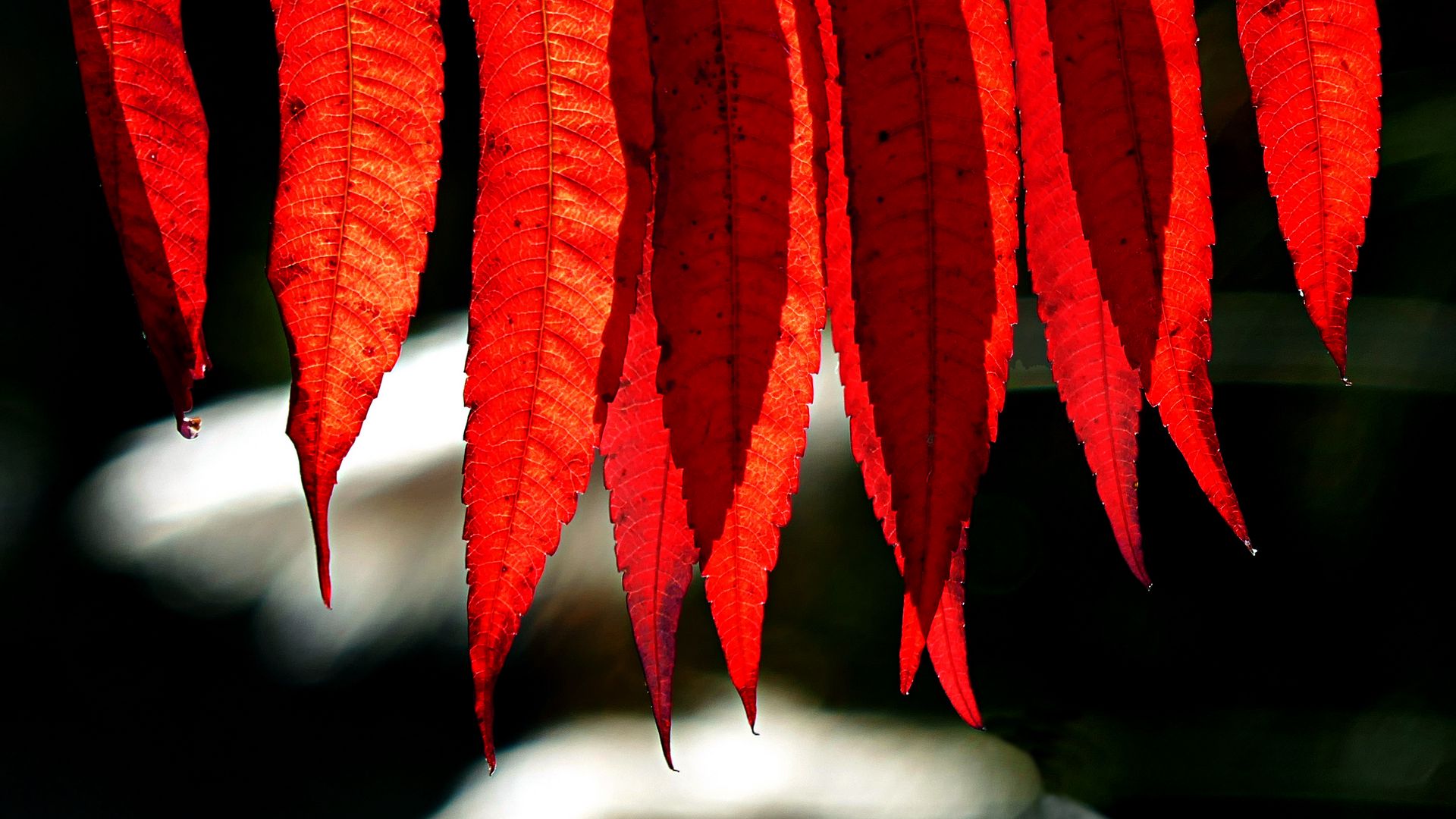 General 1920x1080 nature leaves fall sunlight photography red leaves depth of field