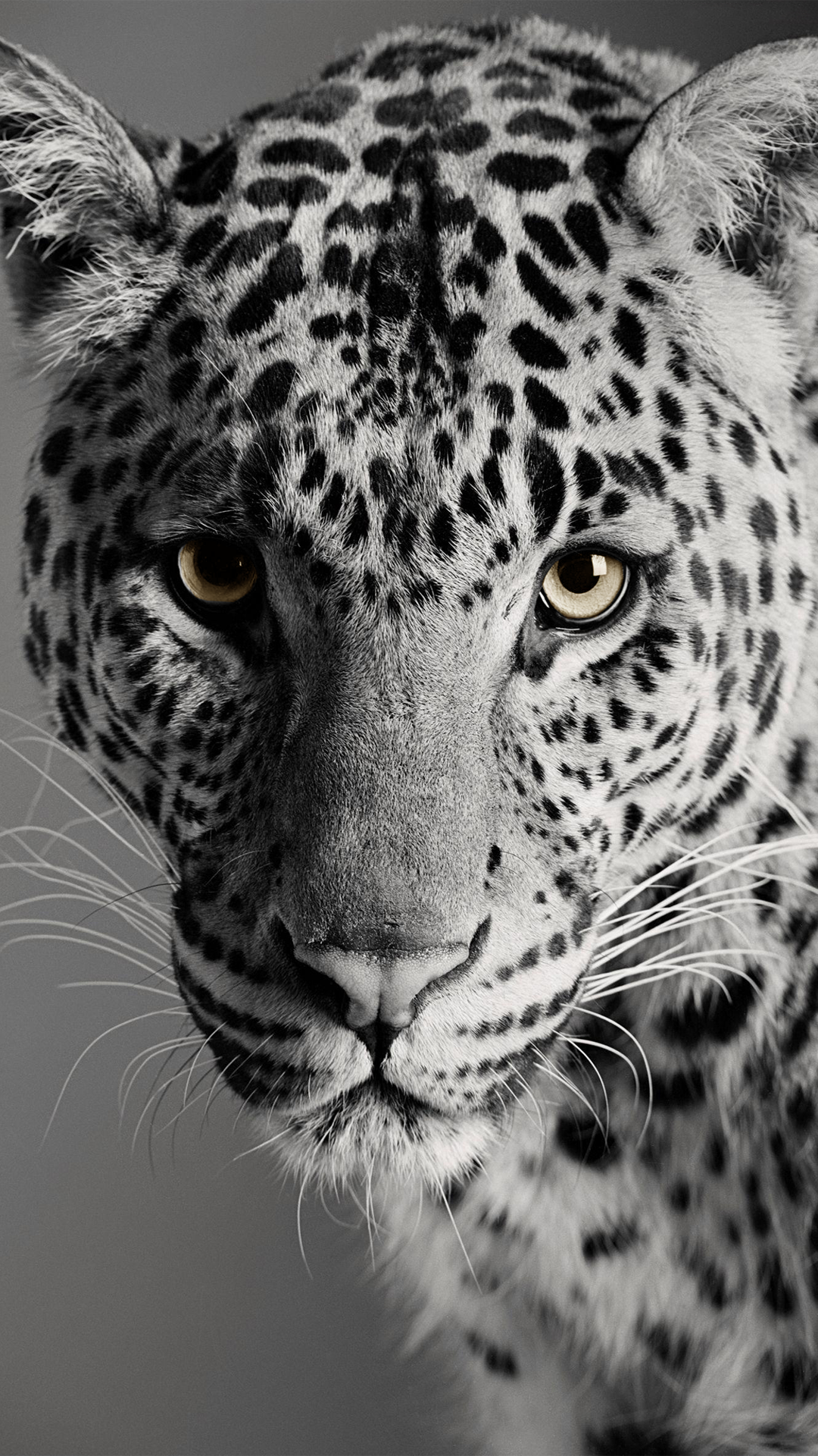 General 1080x1920 leopard animals portrait display face looking at viewer whiskers