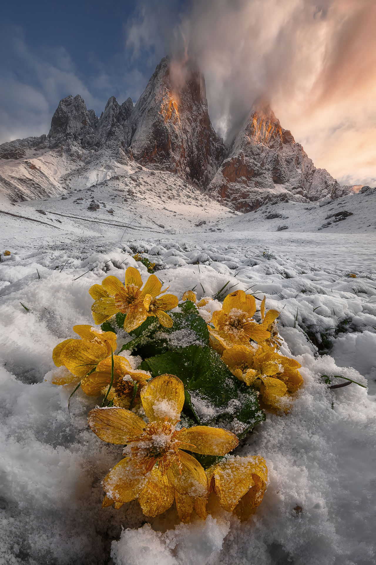 General 1280x1920 mountains snow portrait display flowers yellow clouds nature sky Dolomites