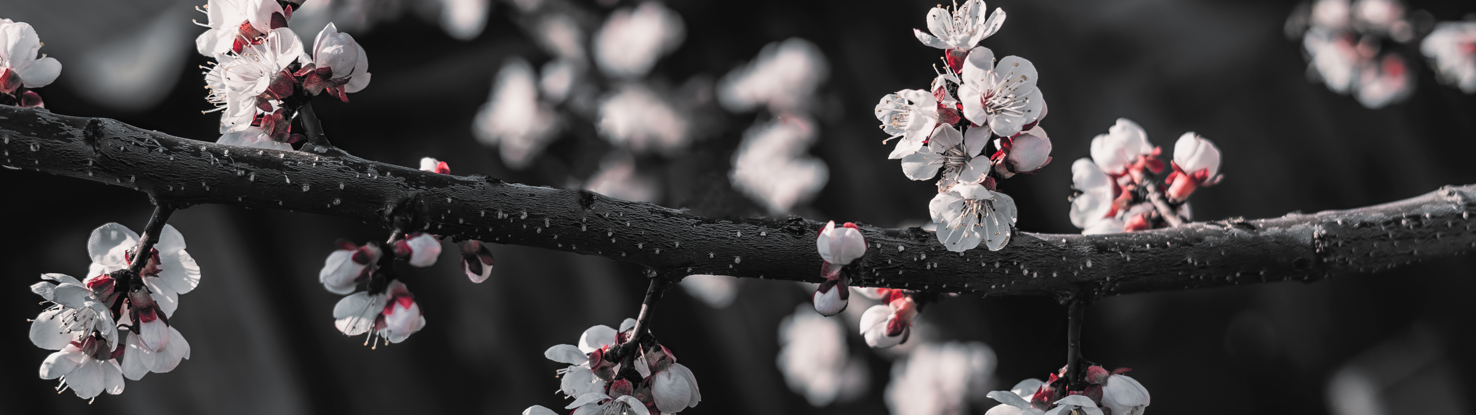 General 5120x1440 nature flowers branch blurred blurry background closeup cherry blossom bokeh