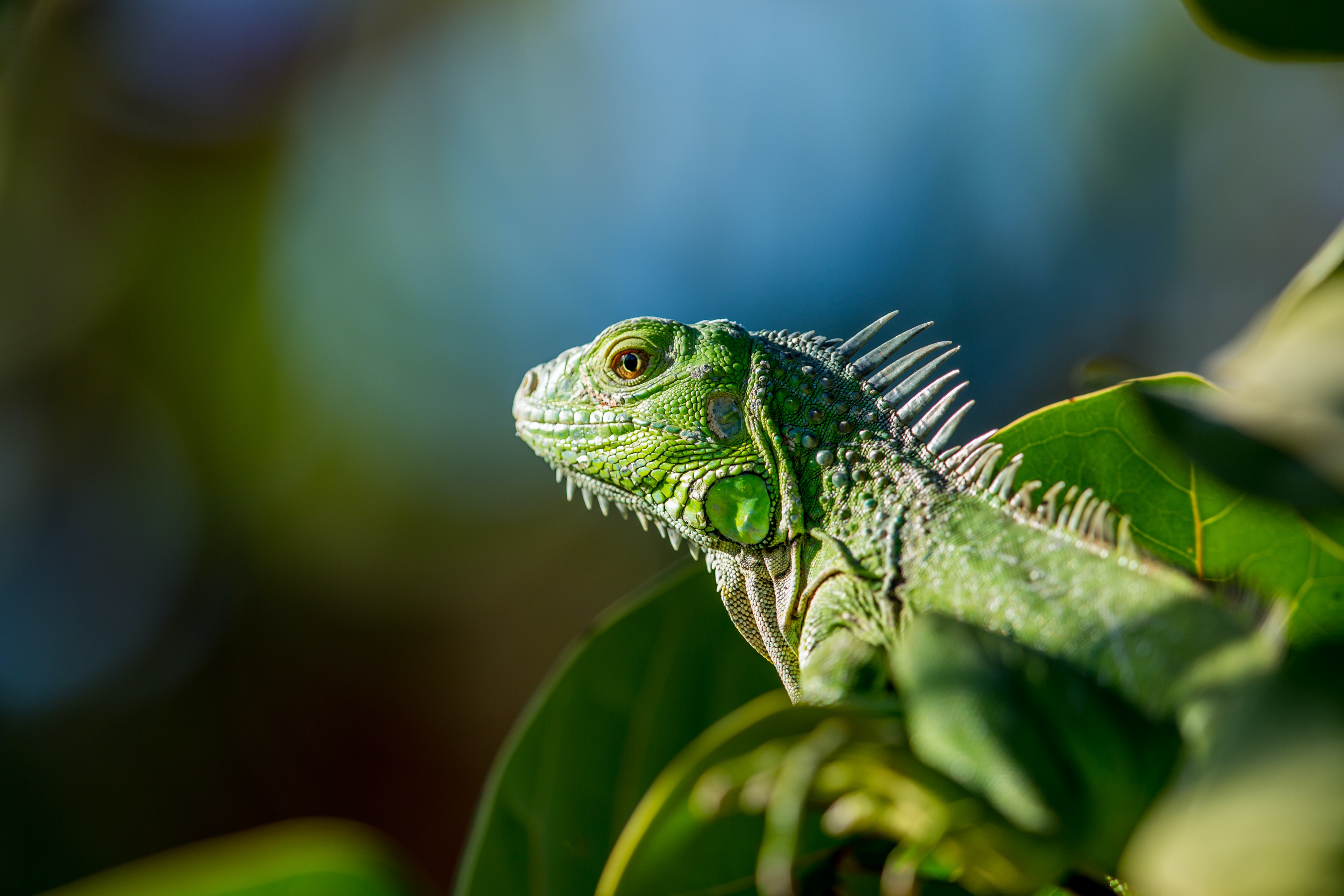 General 4428x2952 iguana animals blurry background nature leaves lizards closeup