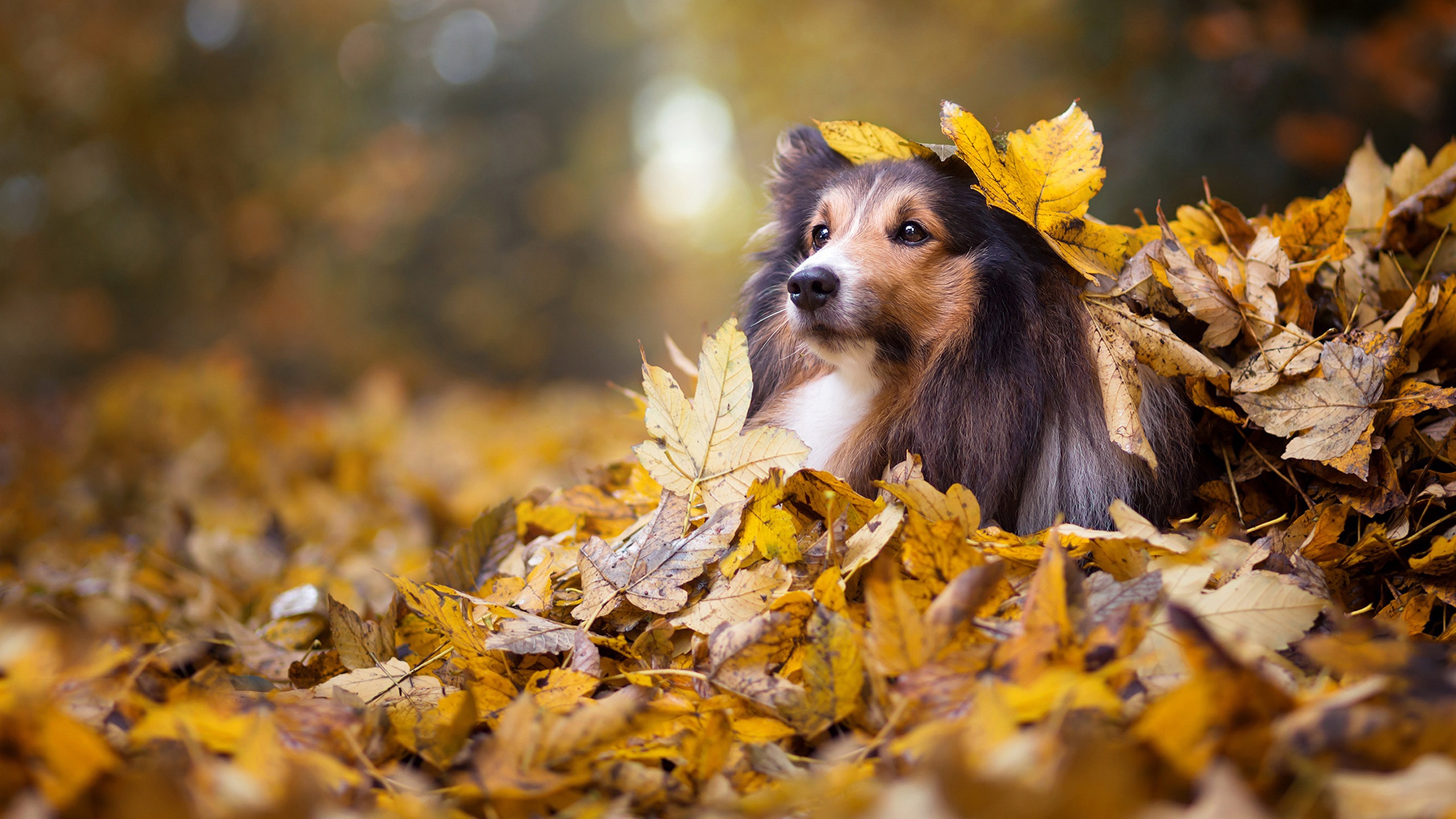 General 2560x1440 animals dog fall fallen leaves outdoors nature mammals looking away depth of field blurred blurry background leaves sunlight fur