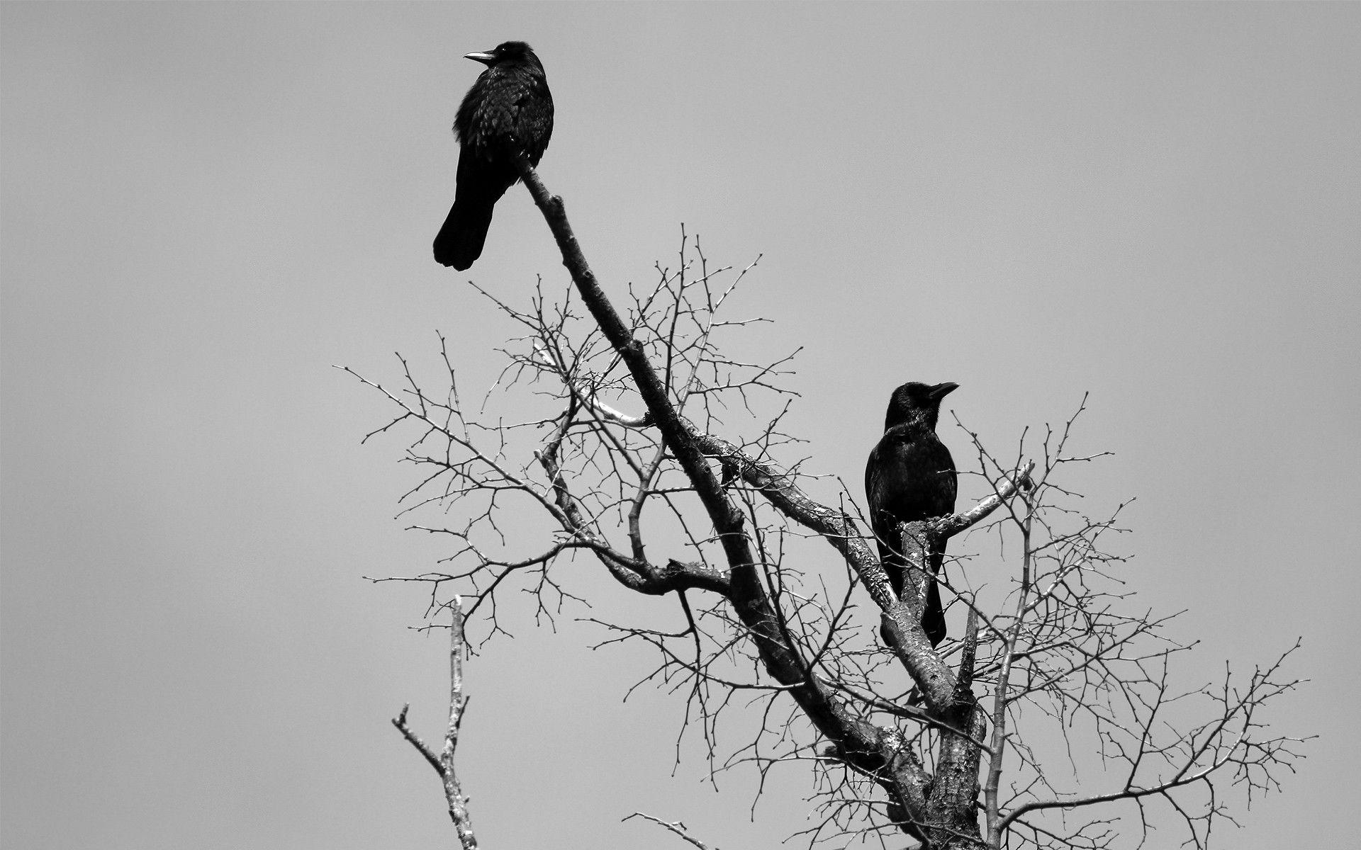 General 1920x1200 simple background nature animals crow raven monochrome trees birds