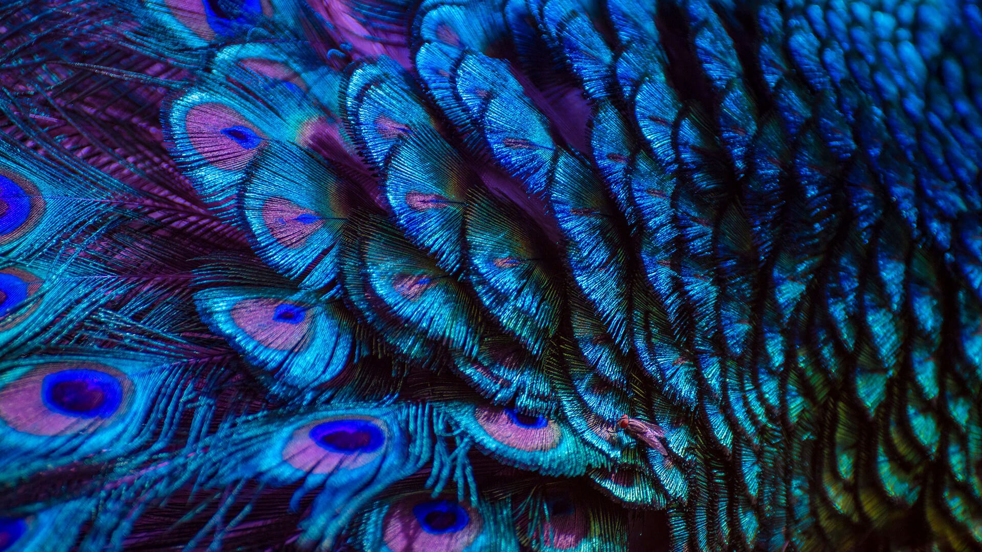 General 1920x1080 feathers blue closeup peacock feathers iridescent nature birds