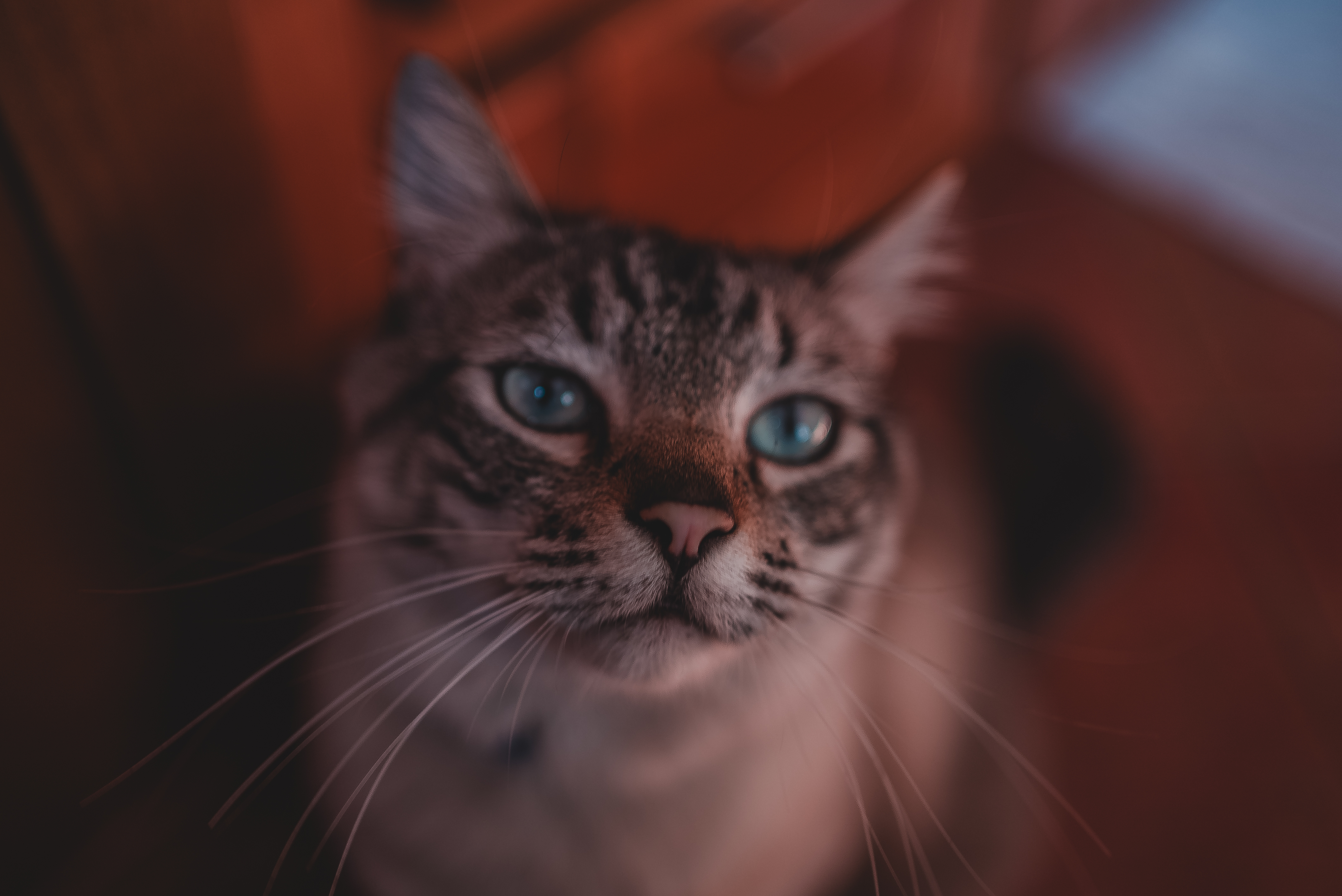 General 4240x2832 sony a7 indoors animals feline closeup mammals cat eyes whiskers