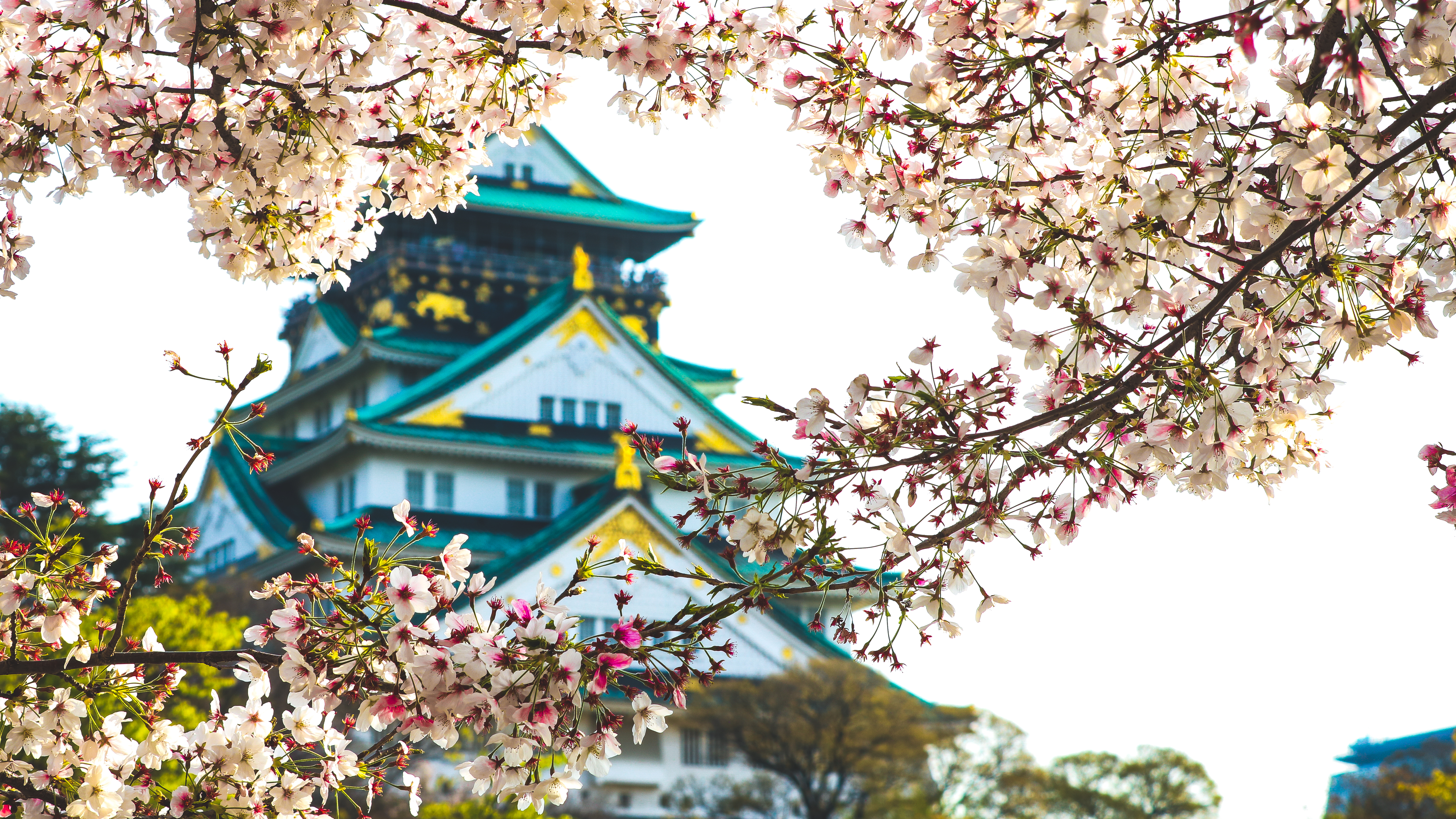General 6000x3375 castle cherry blossom Asia plants flowers branch Asian architecture Japan Osaka Osaka Castle blurred