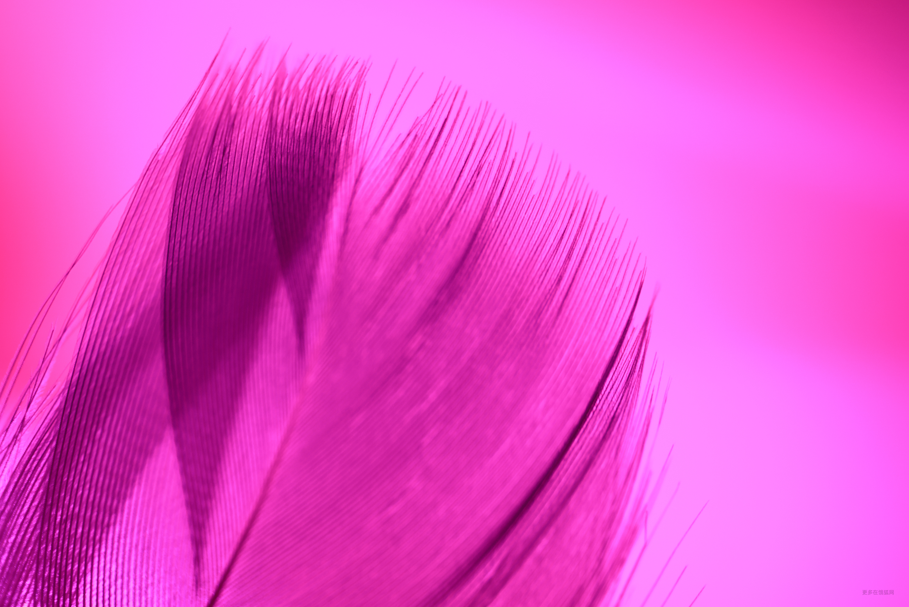 General 3001x2002 purple background feathers simple background magenta