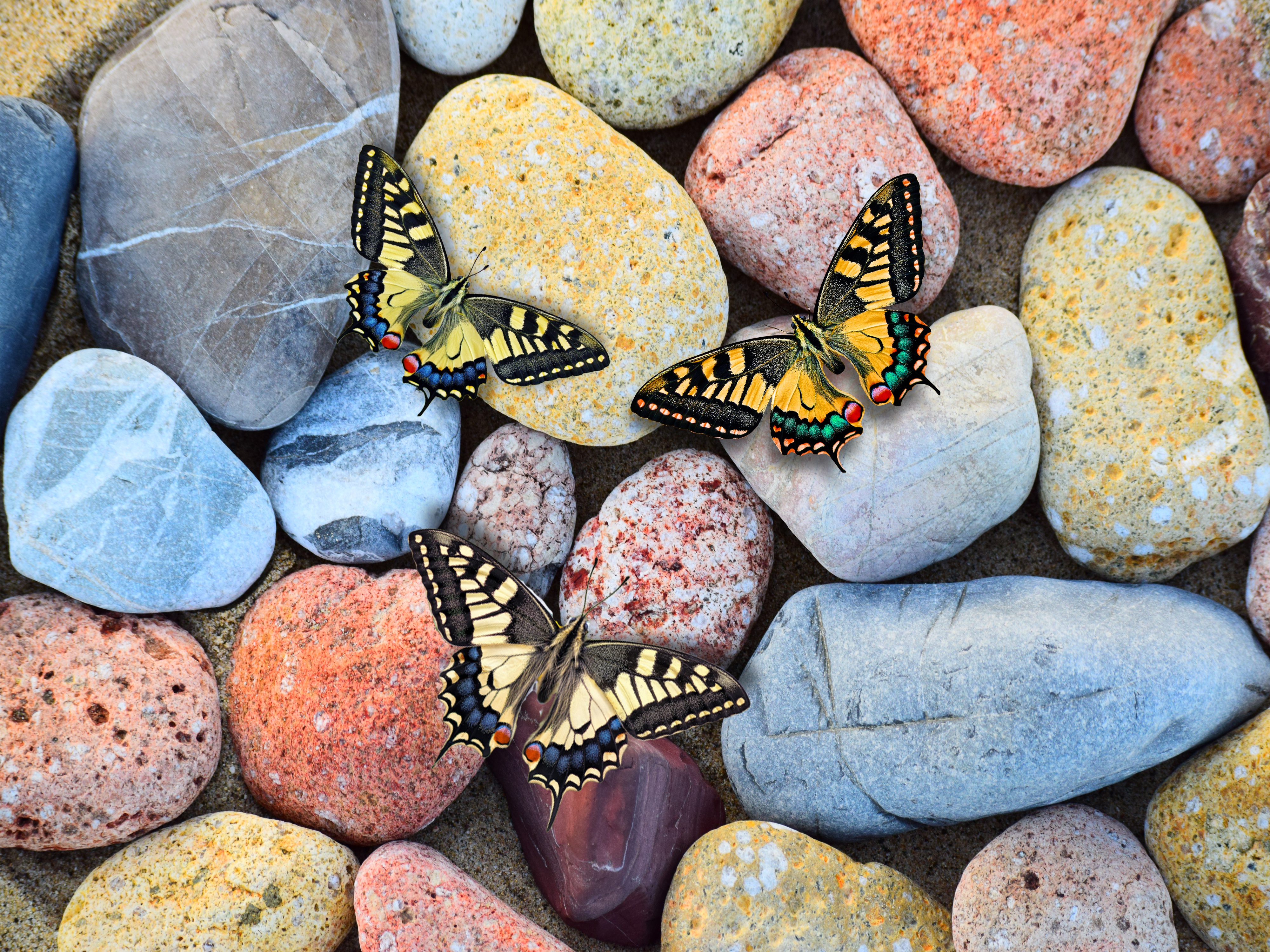 General 4000x3000 stones butterfly colorful animals insect rocks nature closeup