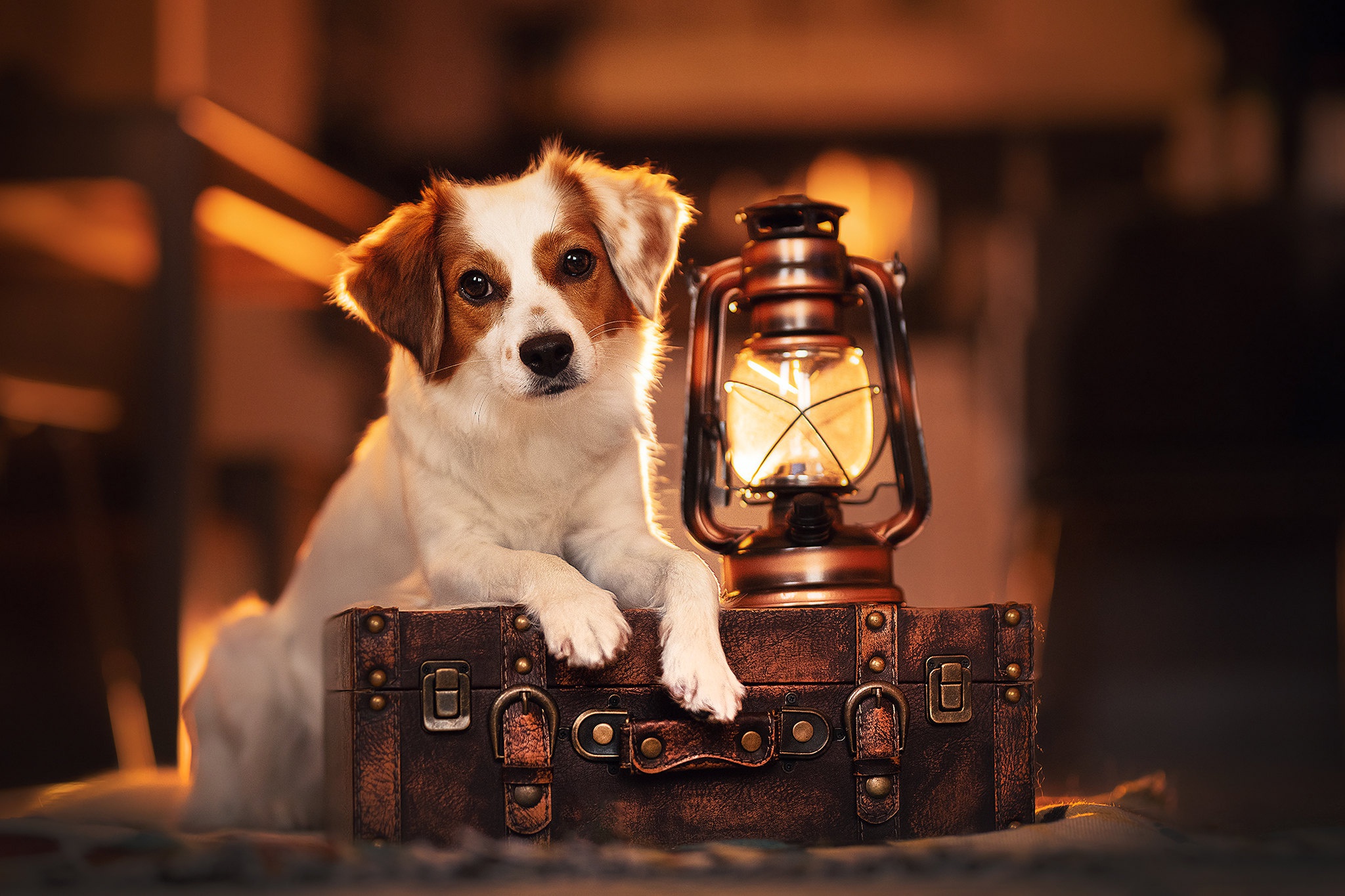 General 2048x1365 dog lantern indoors looking at viewer suitcase animals mammals closeup
