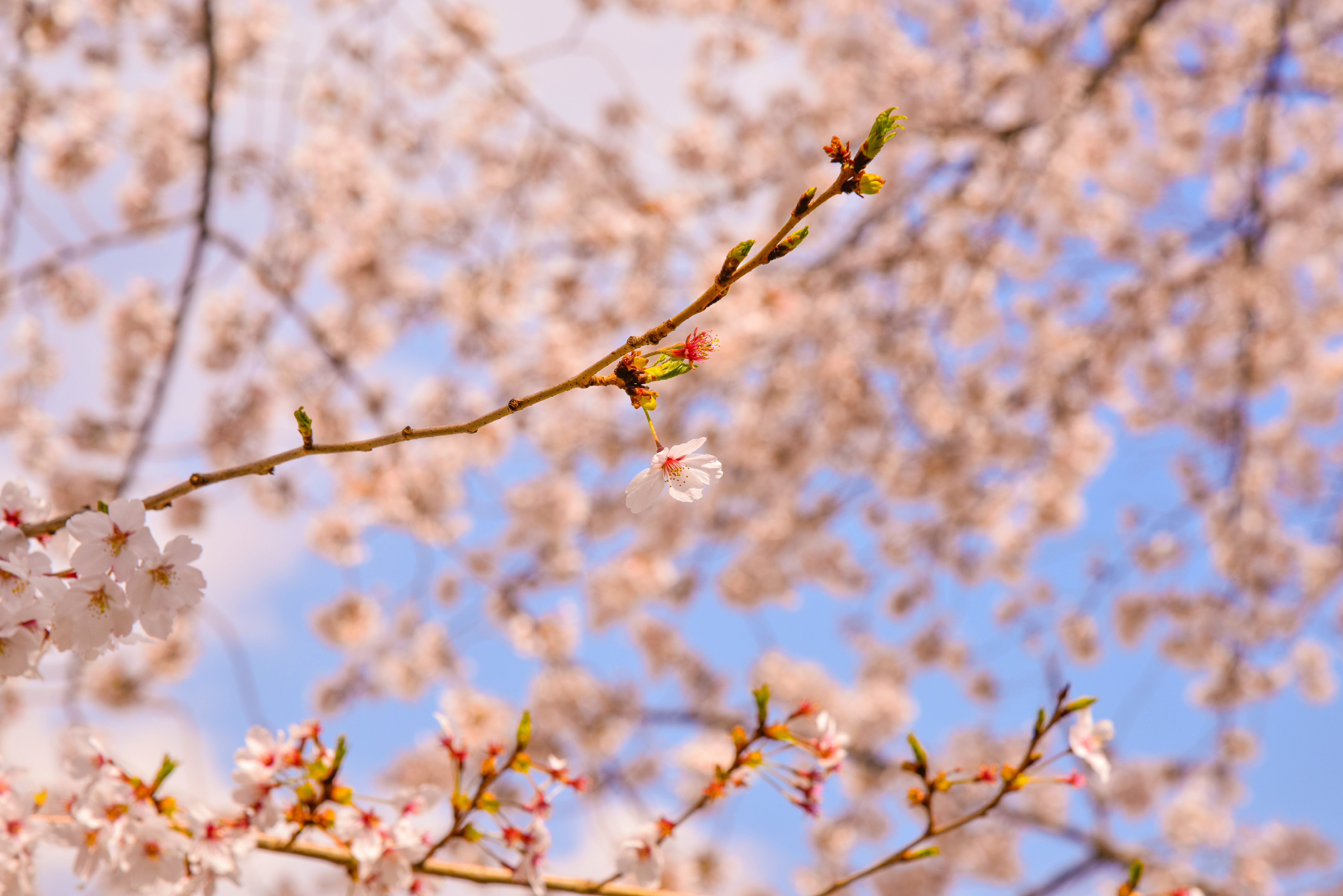 General 7360x4912 blossoms plants spring nature trees branch flowers cherry blossom