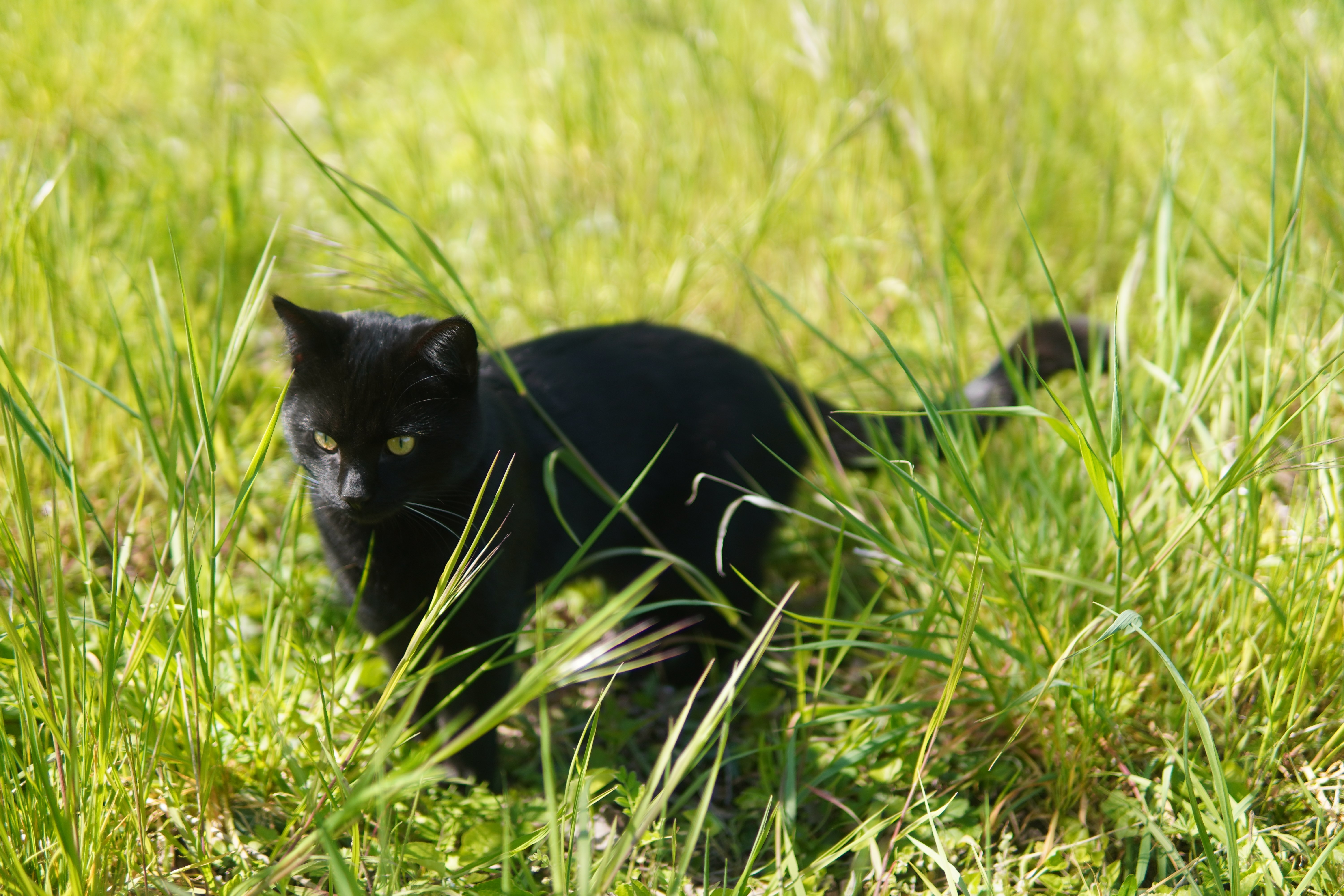 General 6000x4000 grass black cats cats feline black closeup outdoors