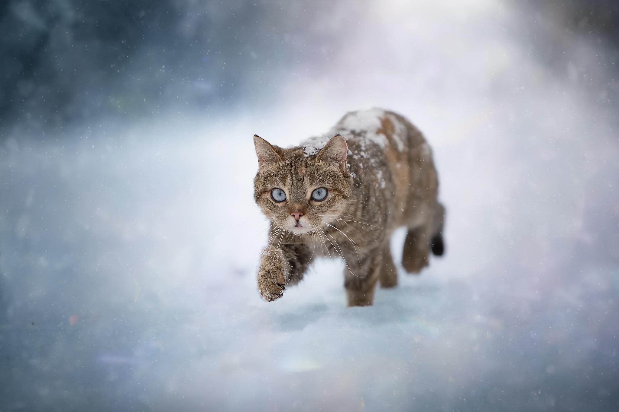 General 2048x1366 cats snow winter ice cold animals mammals blue eyes feline nature