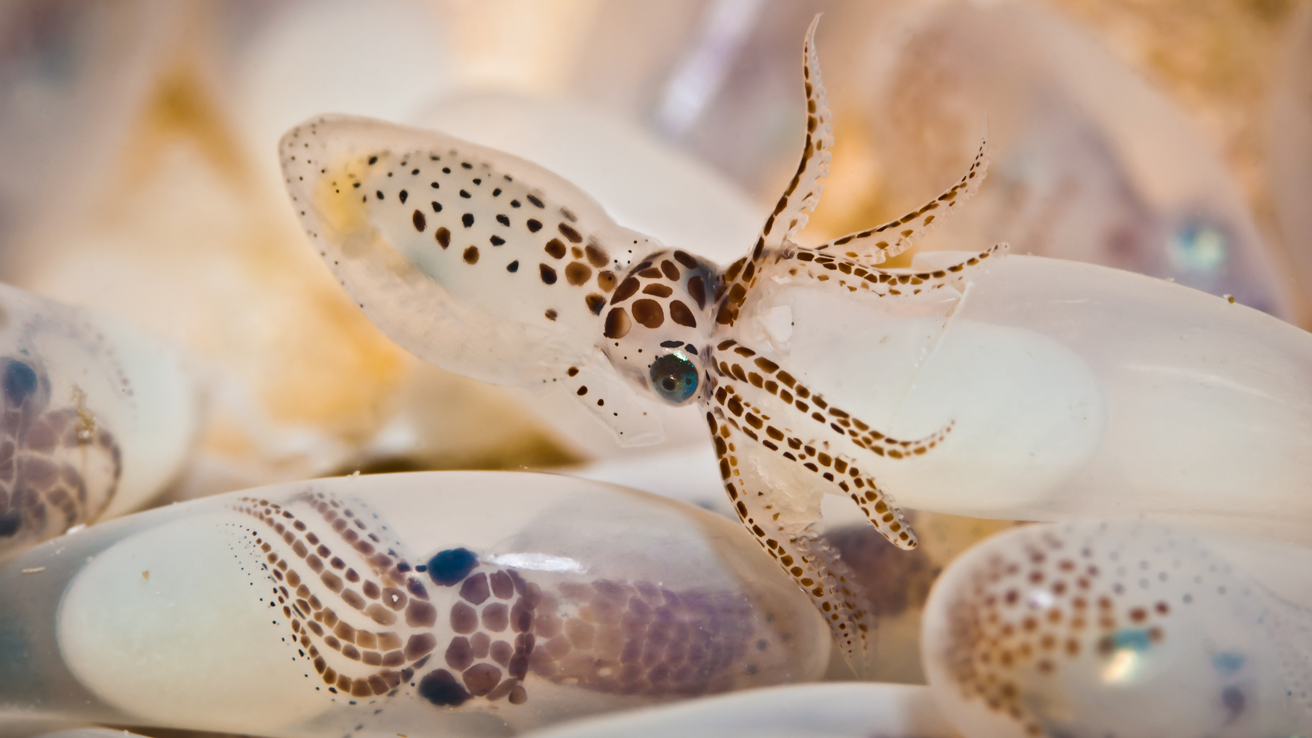 General 2560x1440 octopus eggs nature underwater baby animals