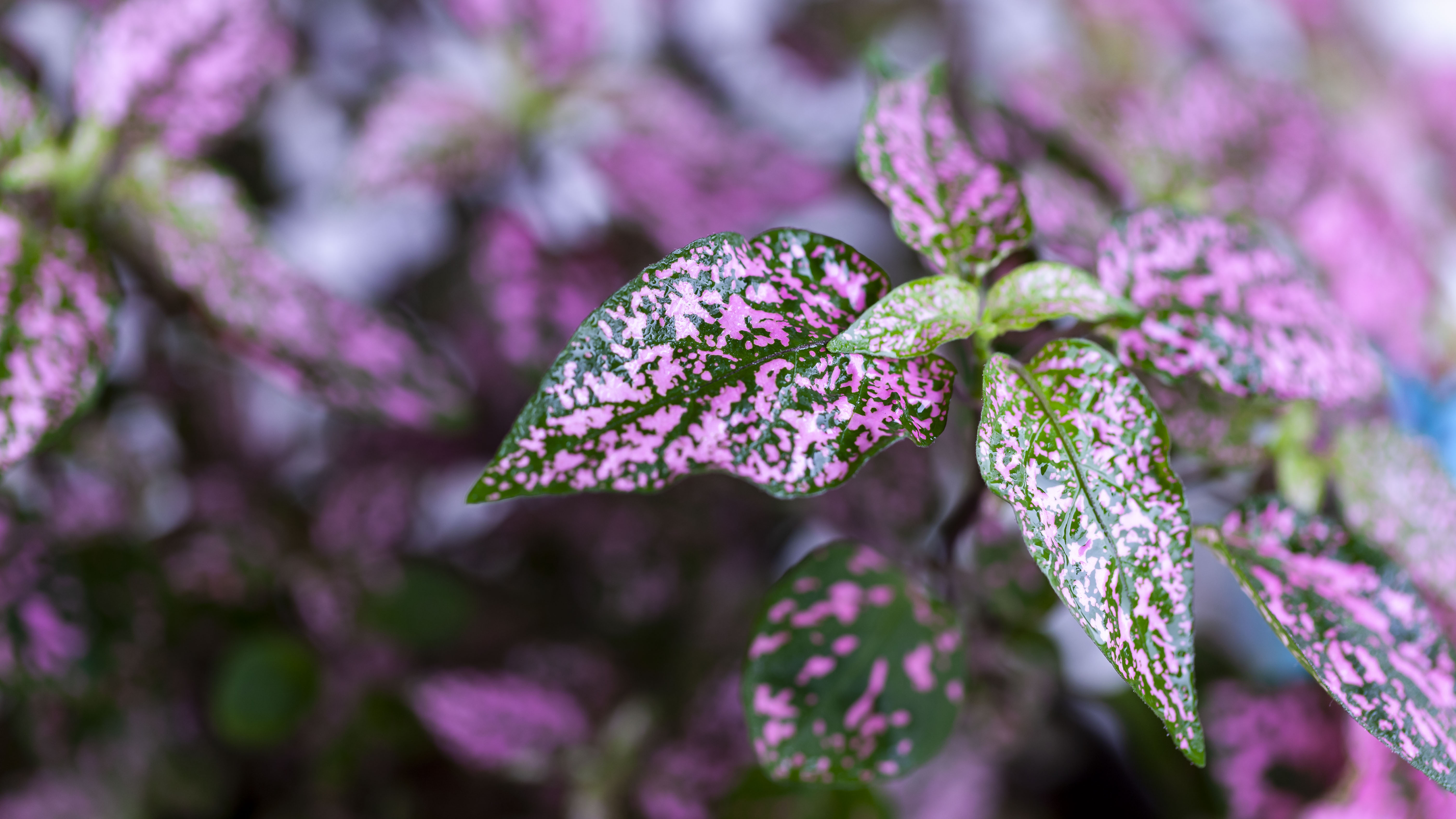 General 5604x3152 plants photography closeup blurred blurry background nature leaves depth of field