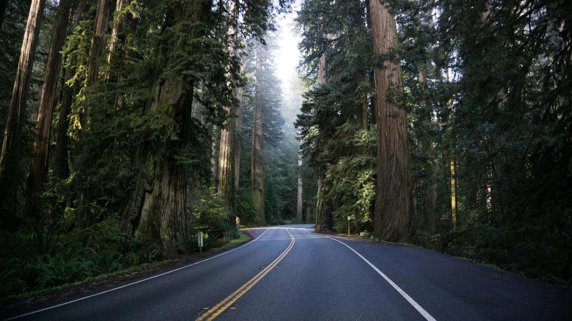 General 1920x1080 nature trees forest redwood road mist grass plants USA California