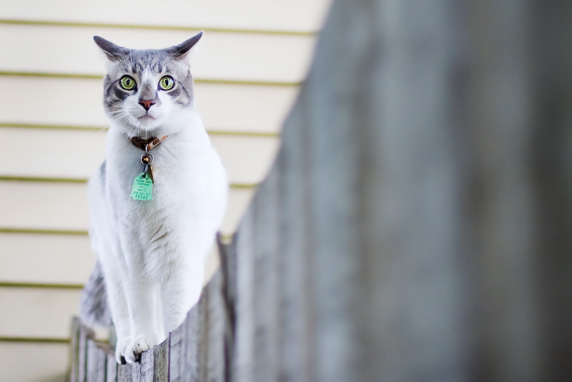 General 1920x1282 cats outdoors animals fence green eyes closeup