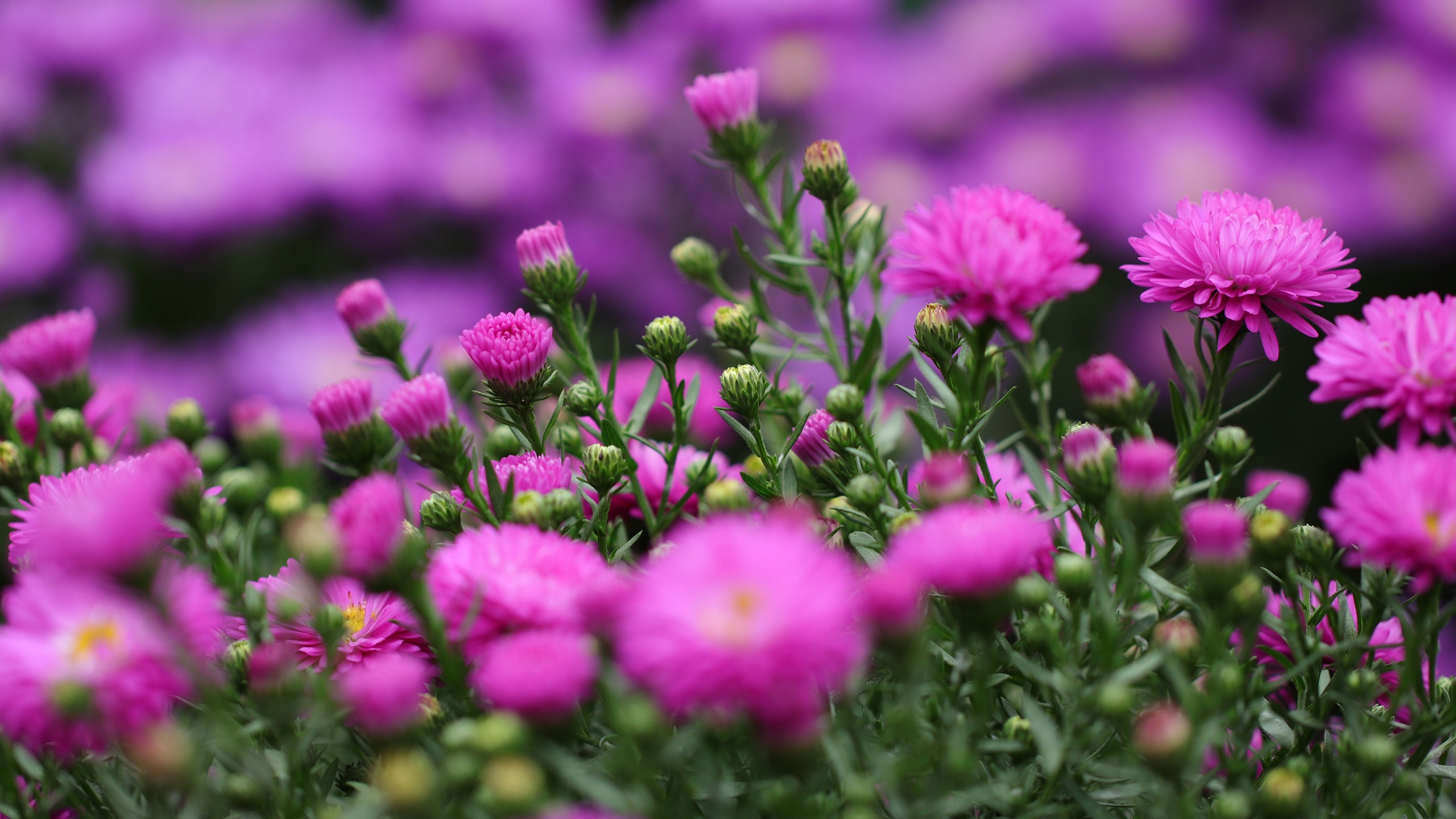 General 2560x1440 colorful flowers plants bokeh nature photography