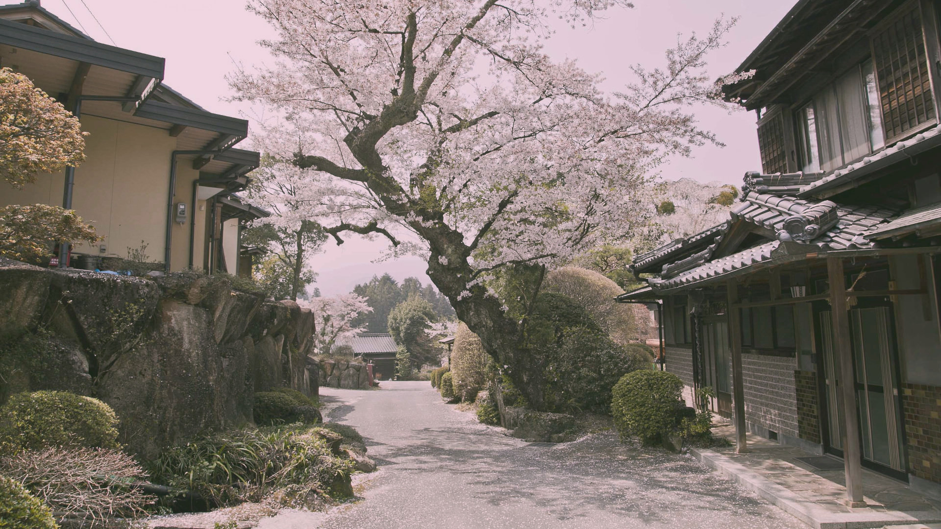 General 1920x1080 Japan flowers cherry blossom trees road village