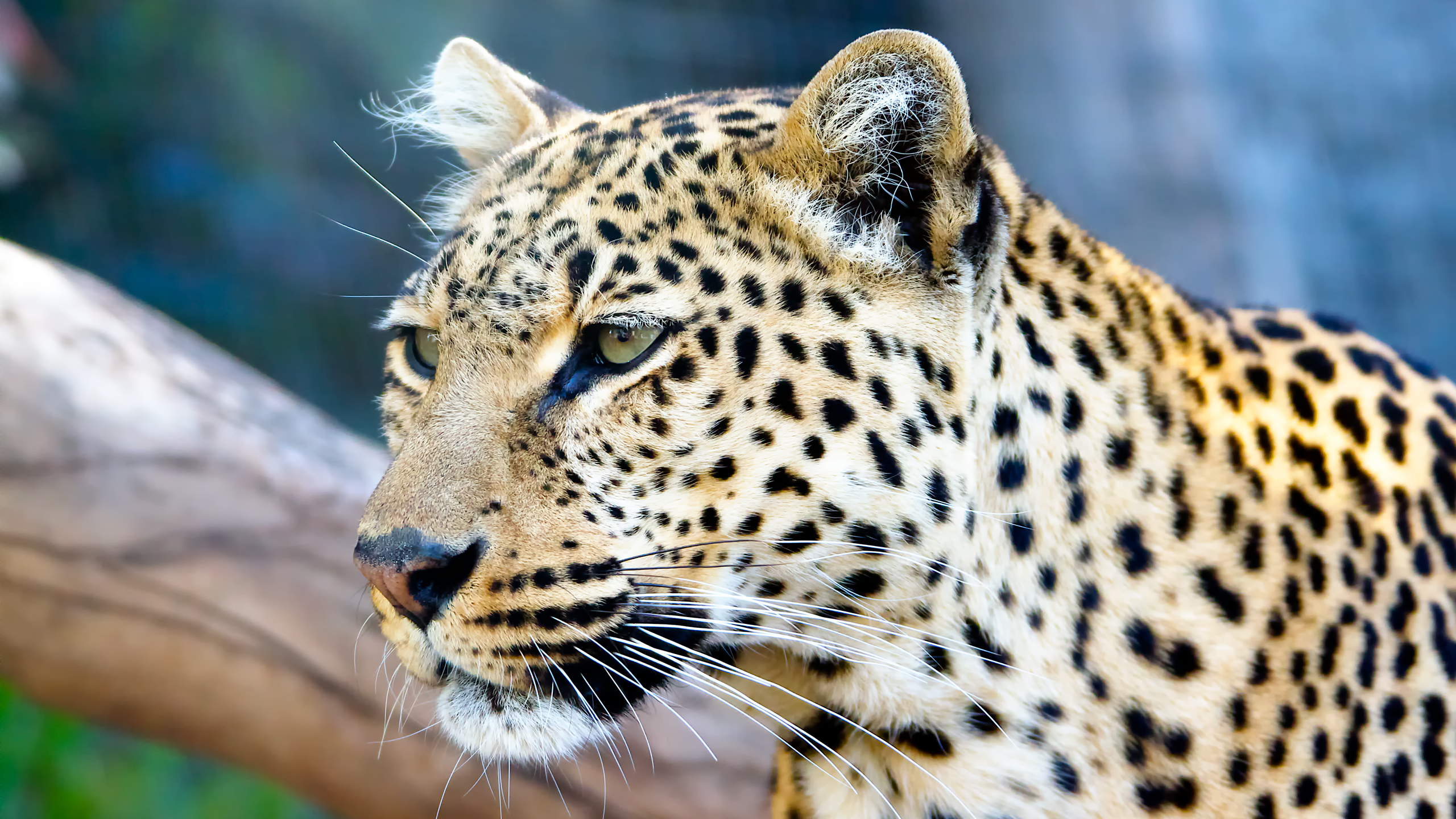 General 2560x1440 big cats yellow eyes animals leopard feline nature closeup