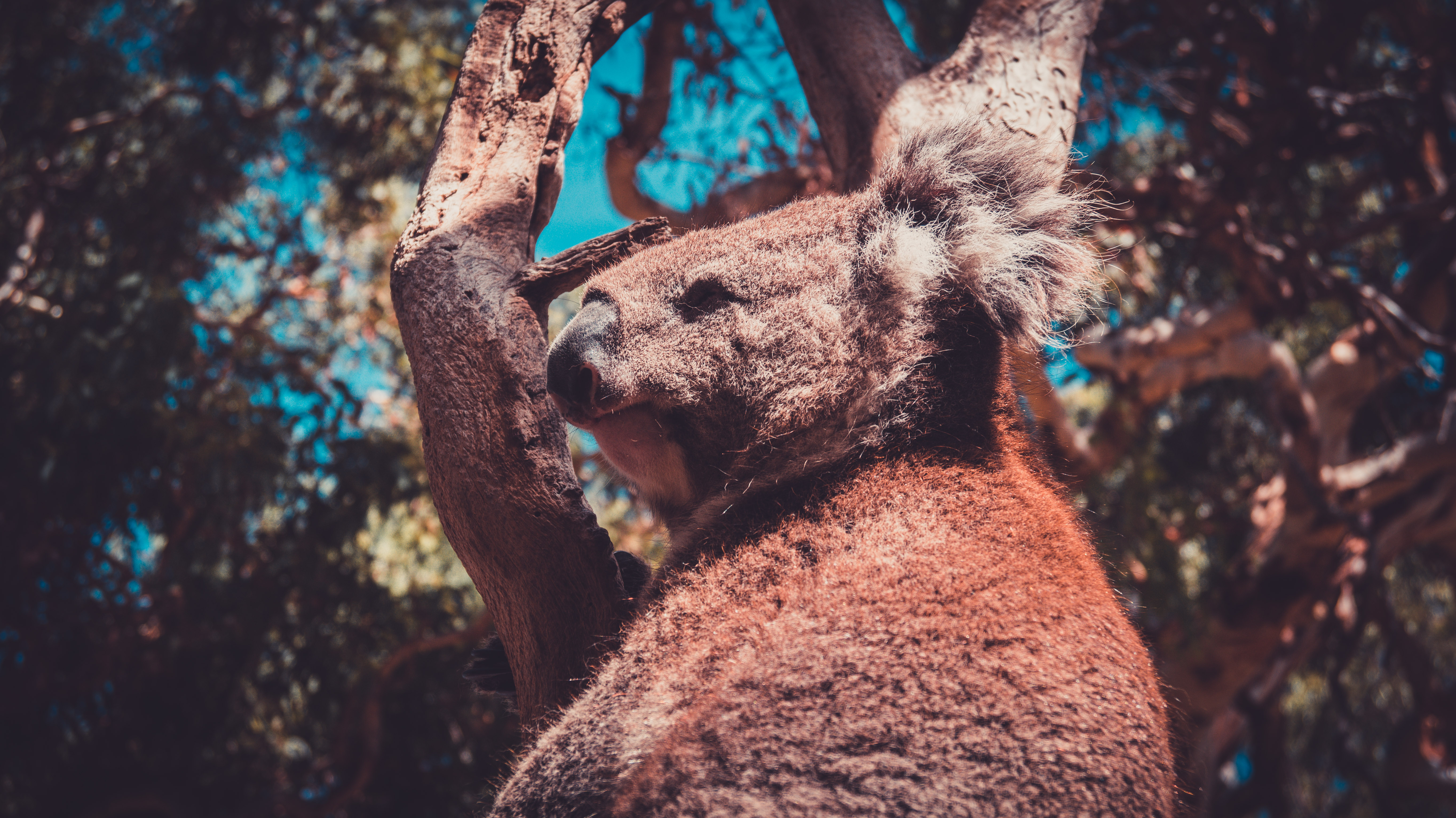 General 5456x3064 animals Australia koalas trees wildlife nature