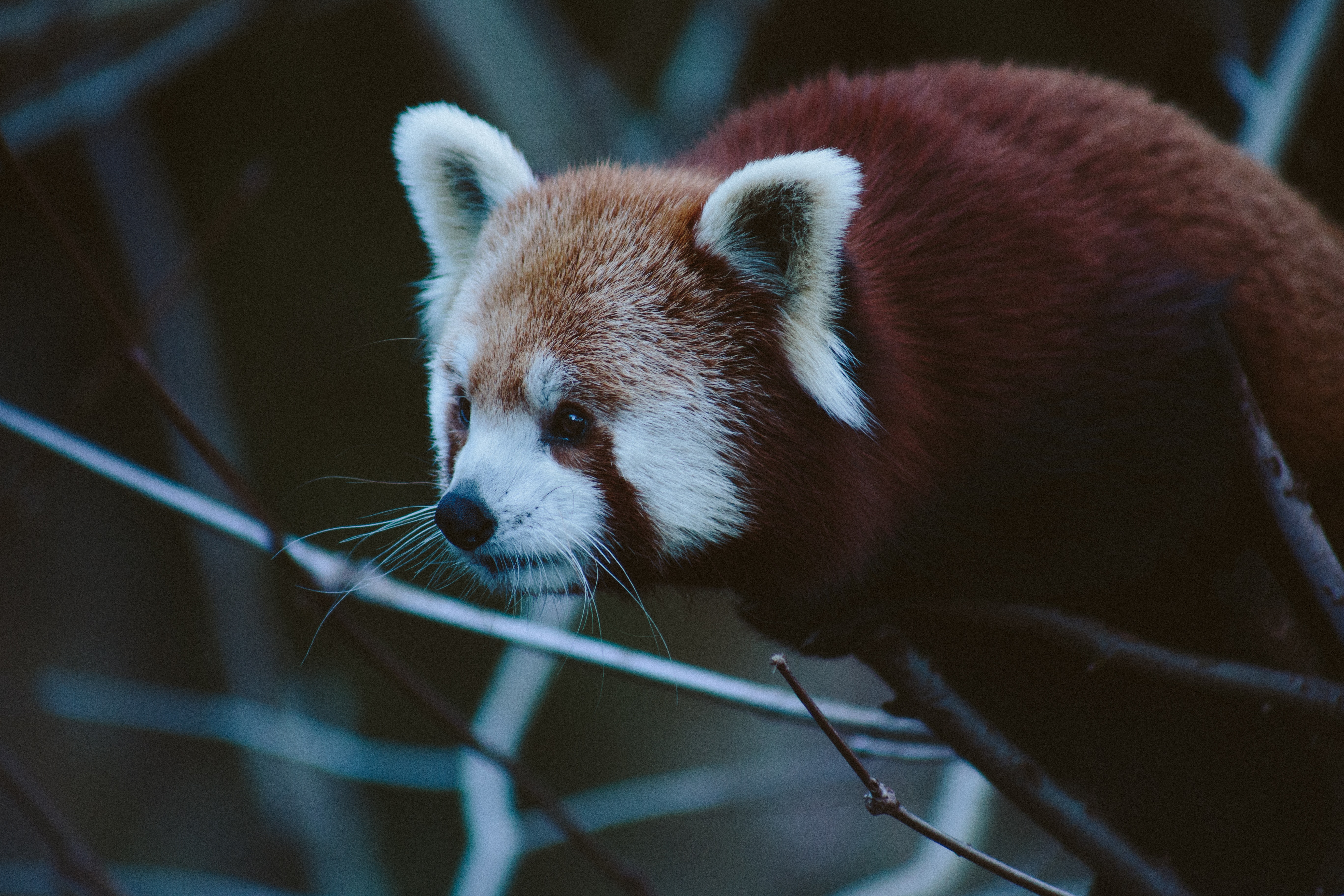 General 5472x3648 animals panda red panda Zoo