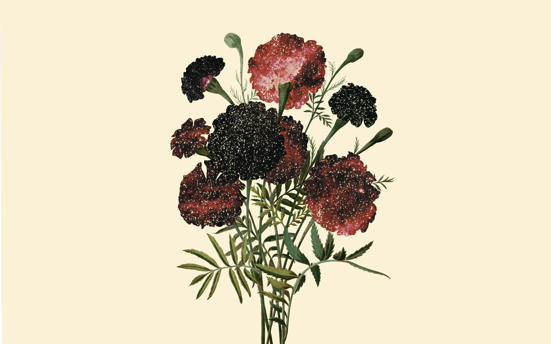 General 1920x1200 flowers artwork illustration digital art simple background