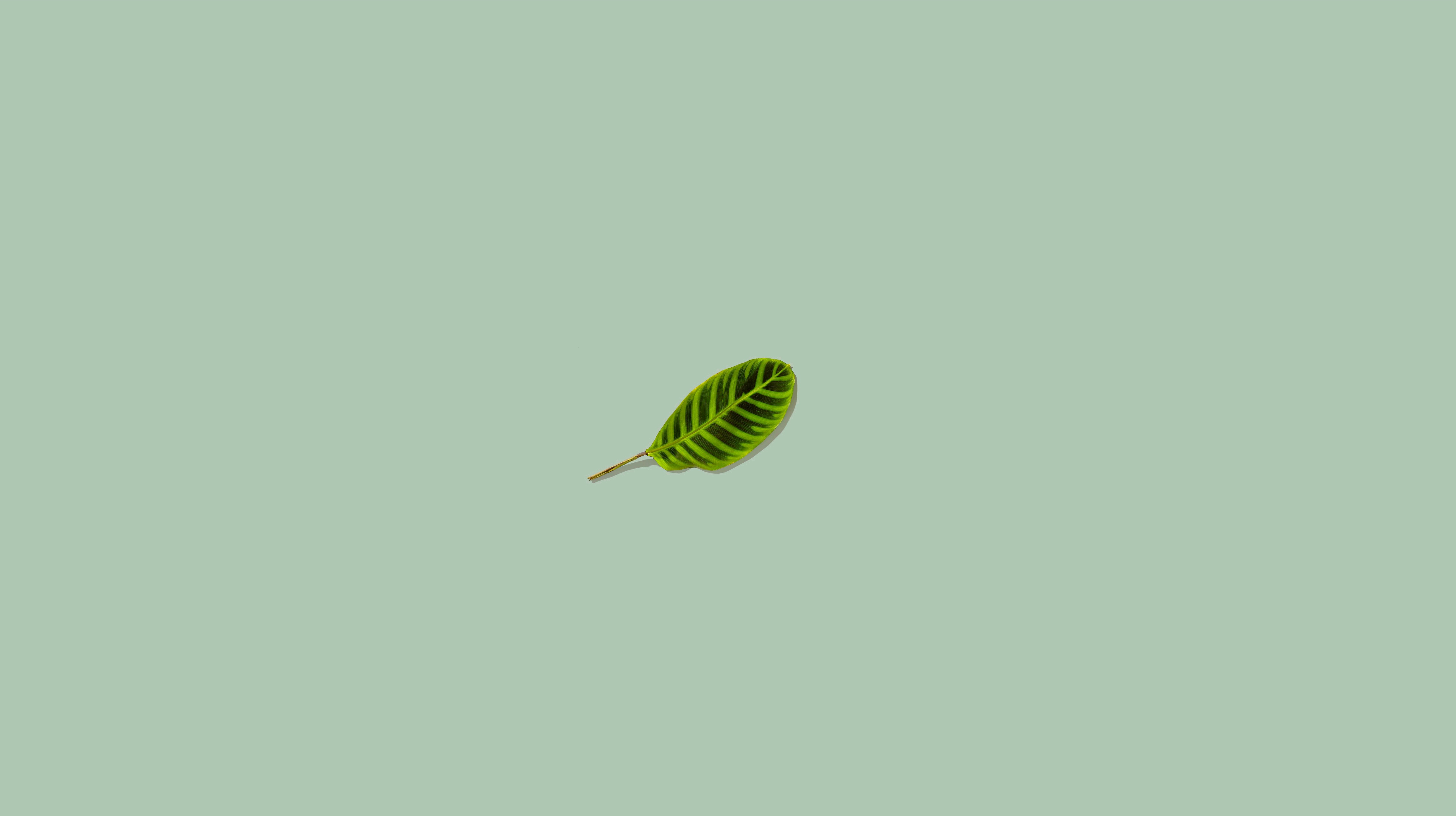 General 7886x4422 simple background leaves minimalism green